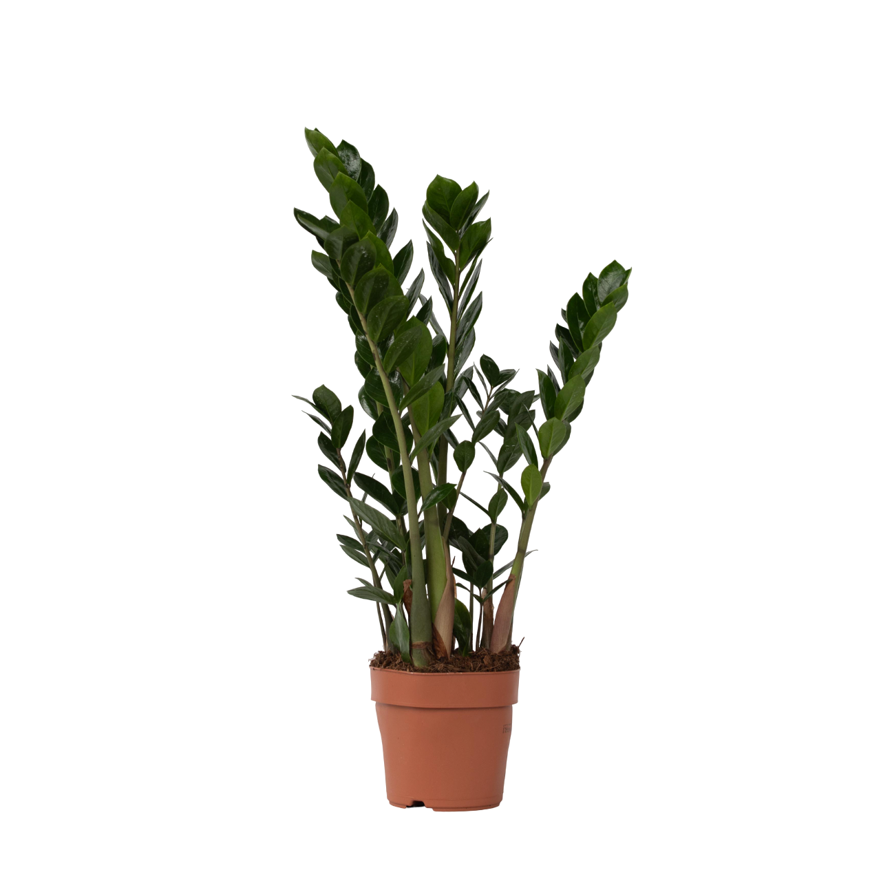 Lykkebregne - Zamioculcas Zamiifolia