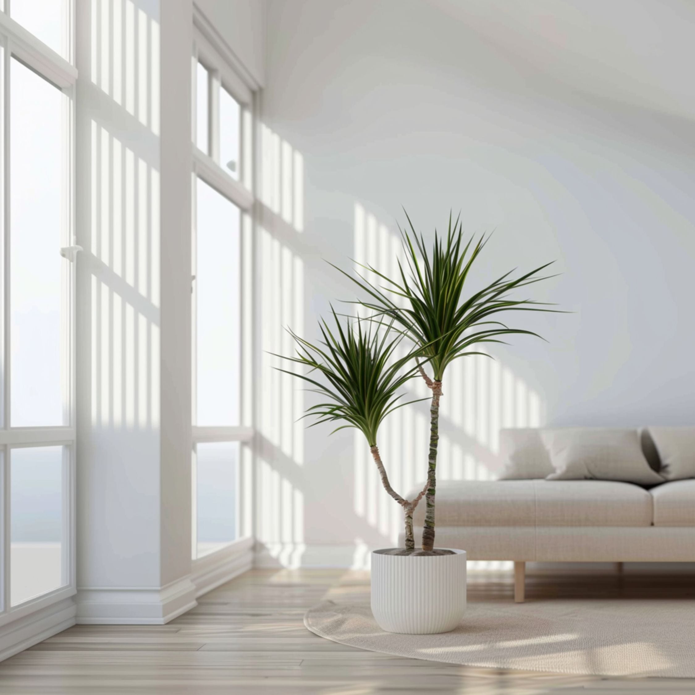 Drageplante drageblodstræ - Dracaena marginata