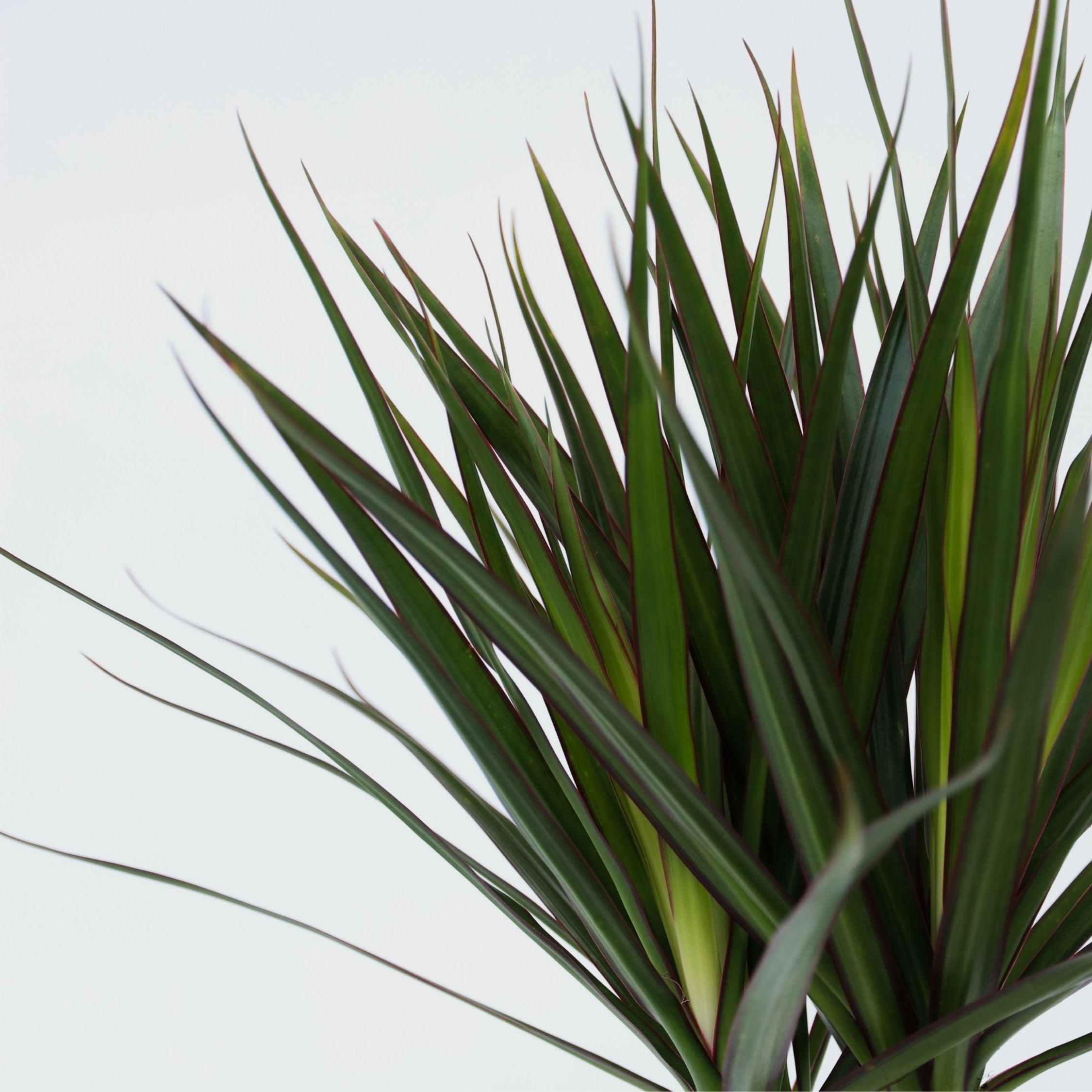 Drageplante drageblodstræ - Dracaena marginata