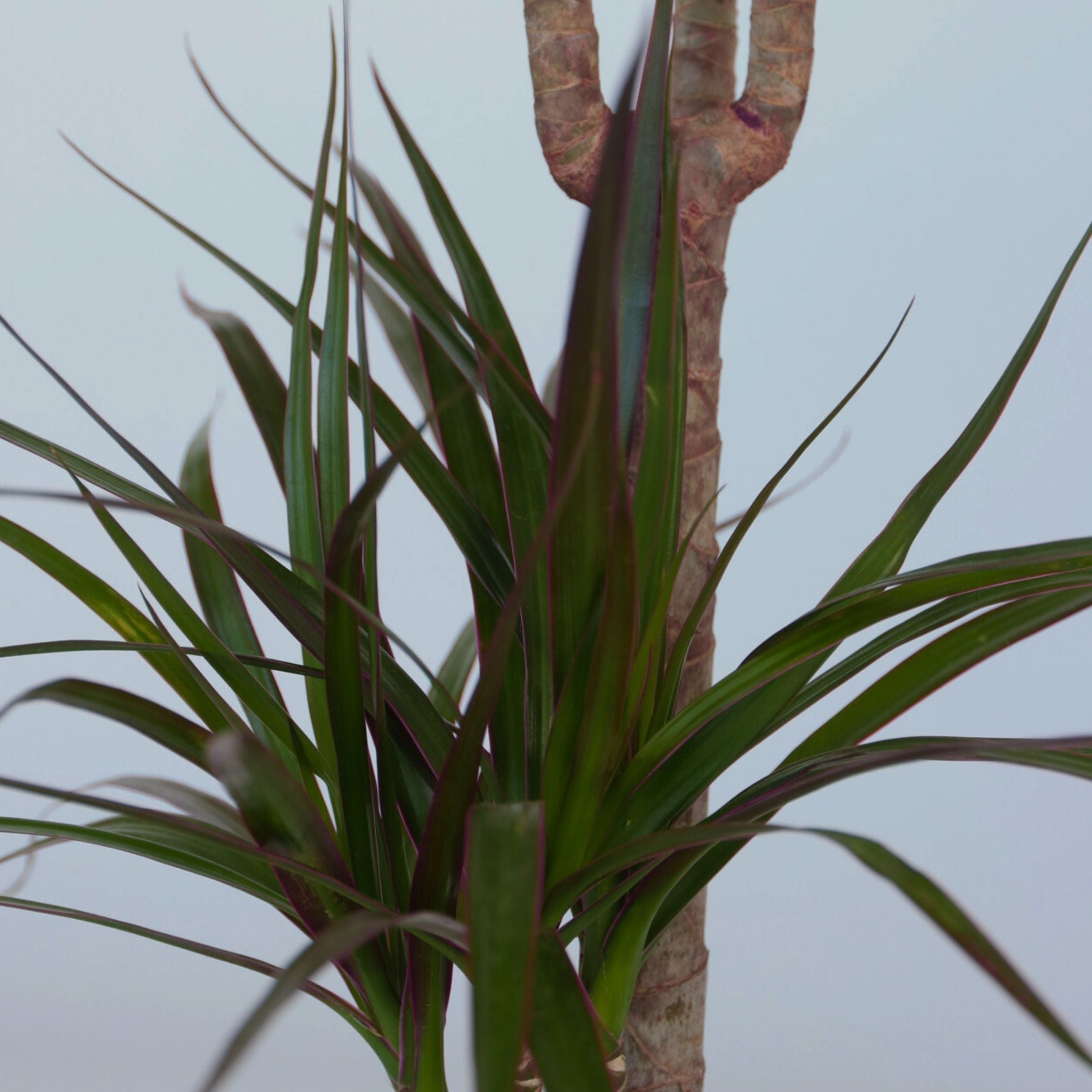 Drageplante drageblodstræ - Dracaena marginata
