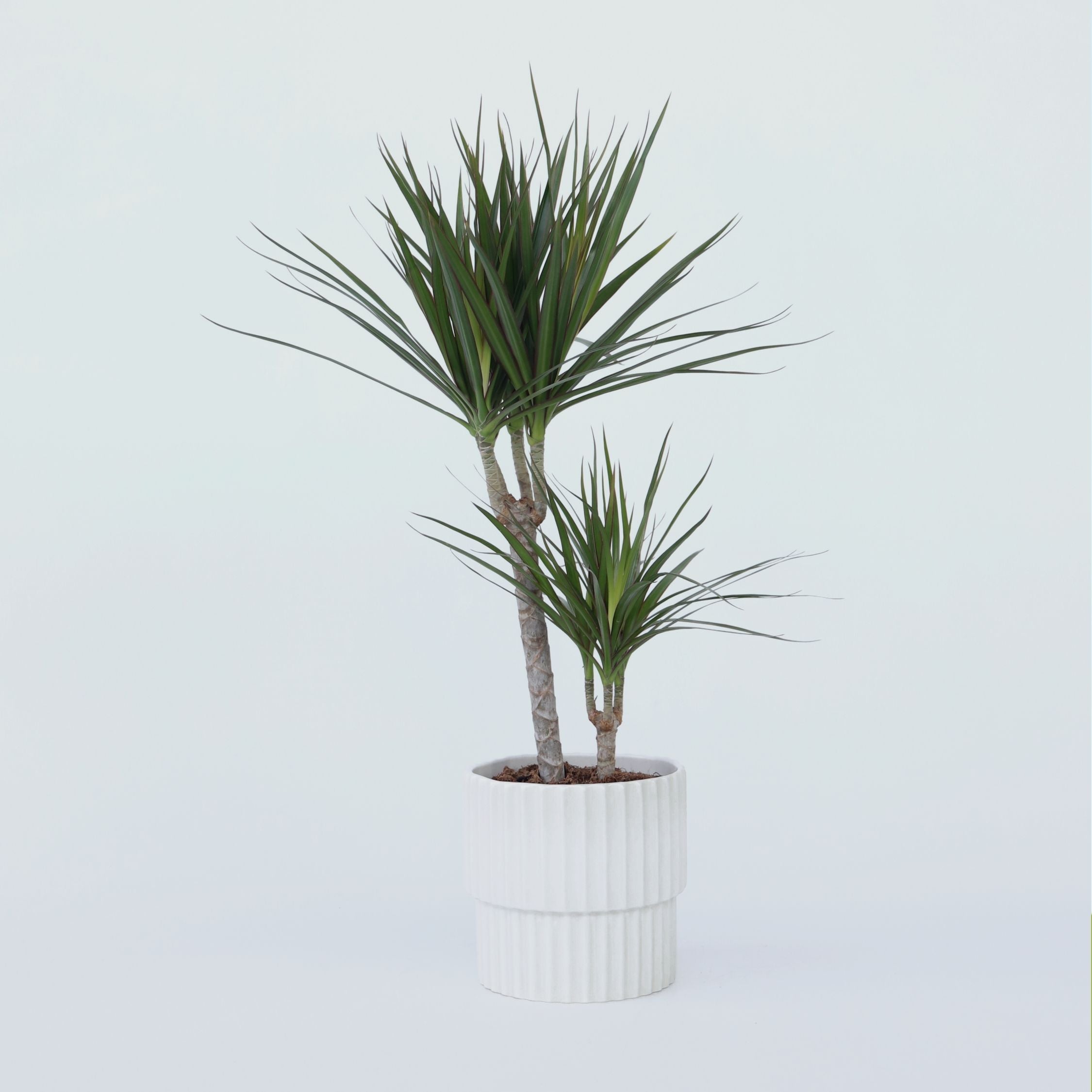 Drageplante drageblodstræ - Dracaena marginata