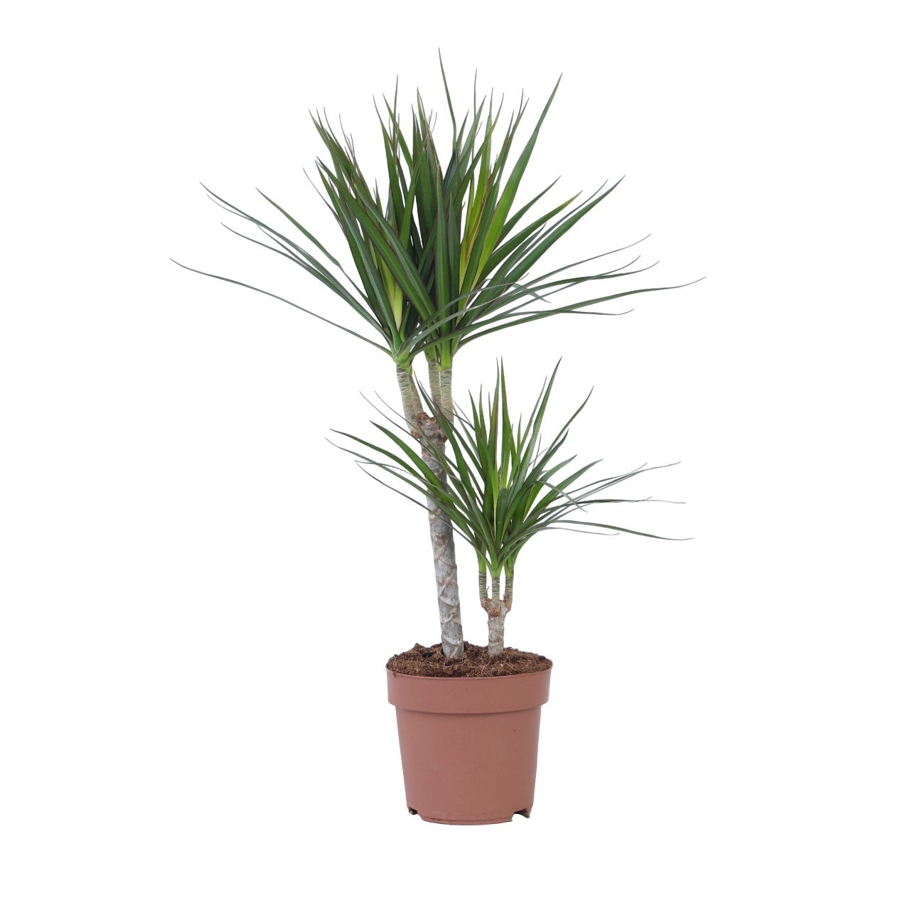 Drageplante drageblodstræ - Dracaena marginata