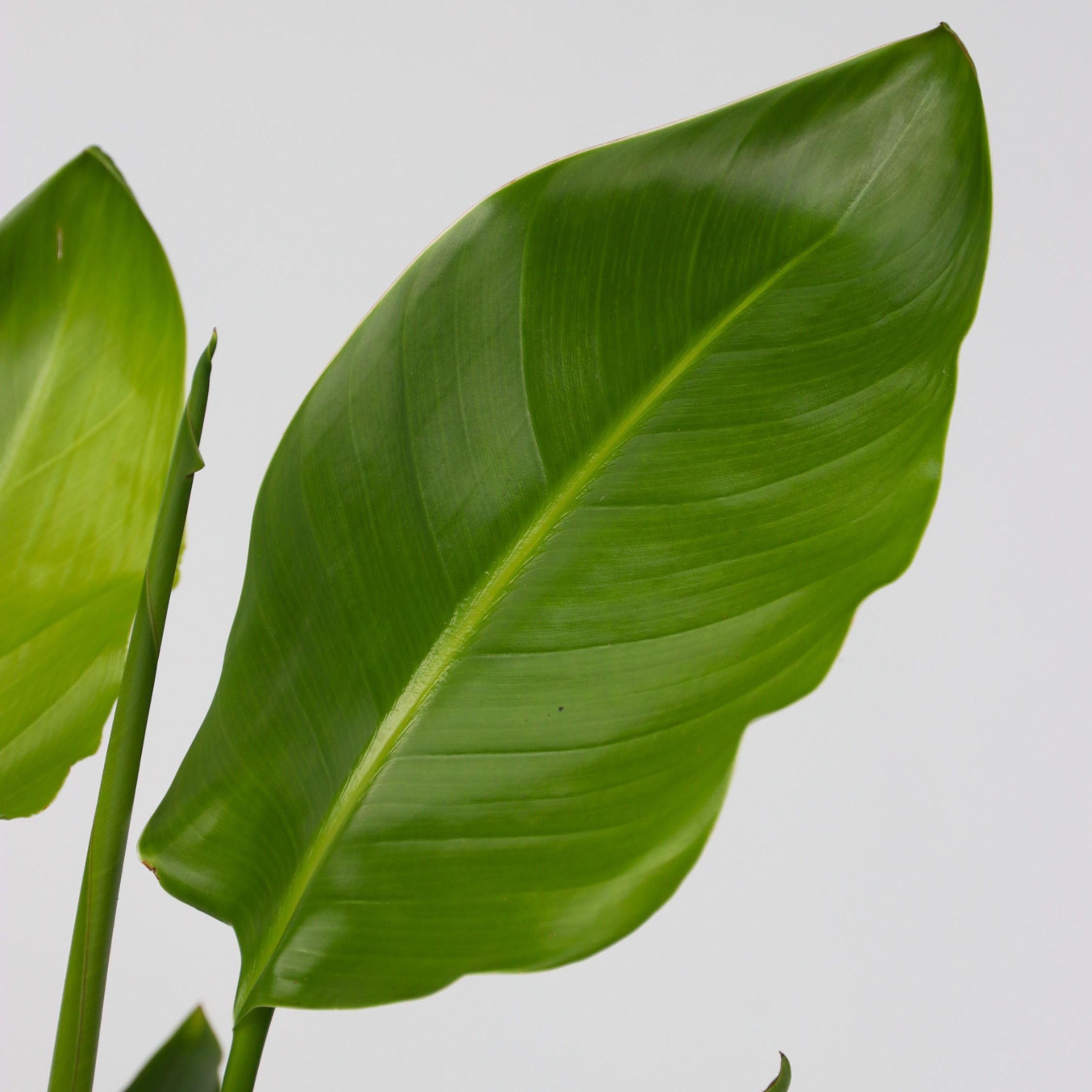 Paradisfugl - Strelitzia nicolai