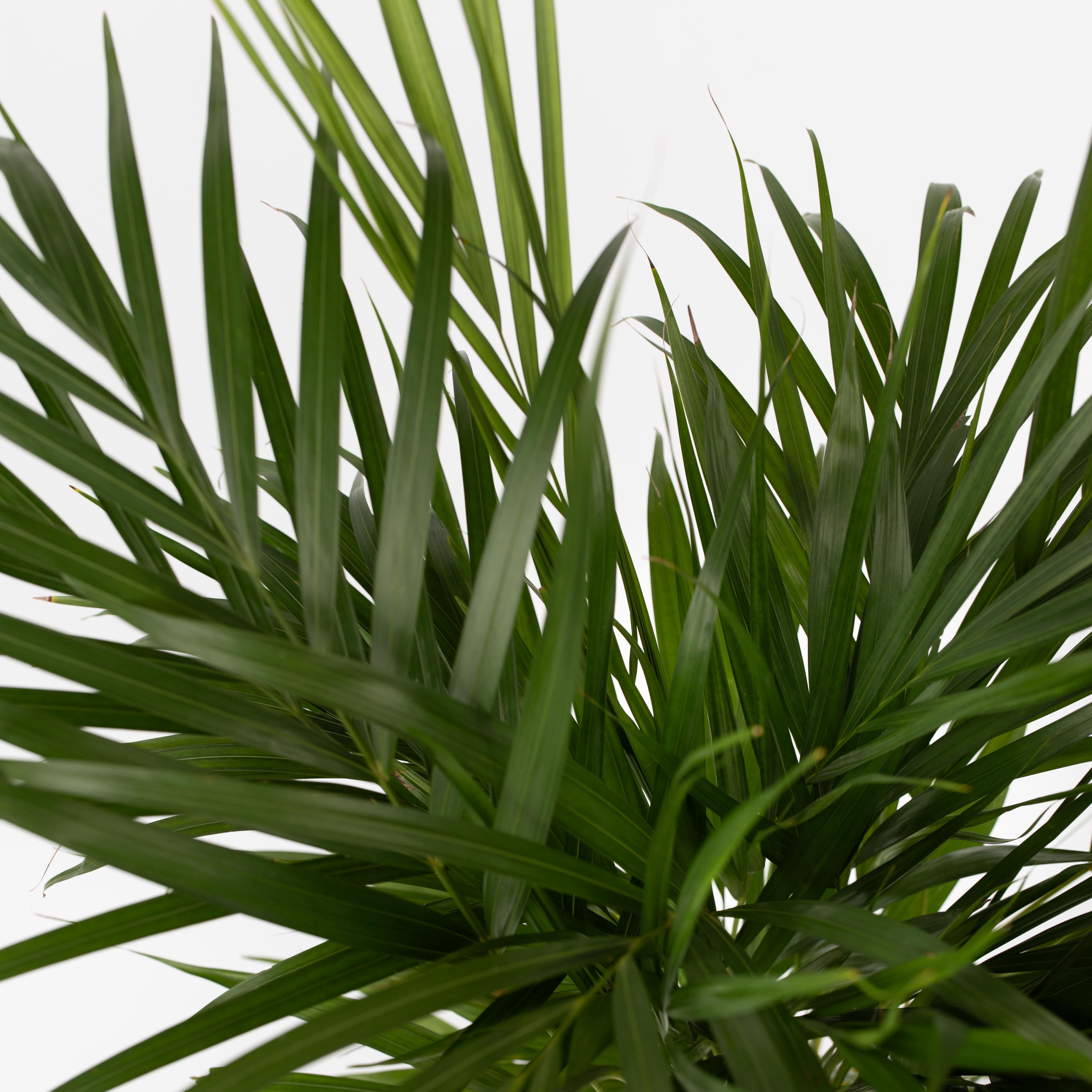 Guldpalme - Dypsis lutescens