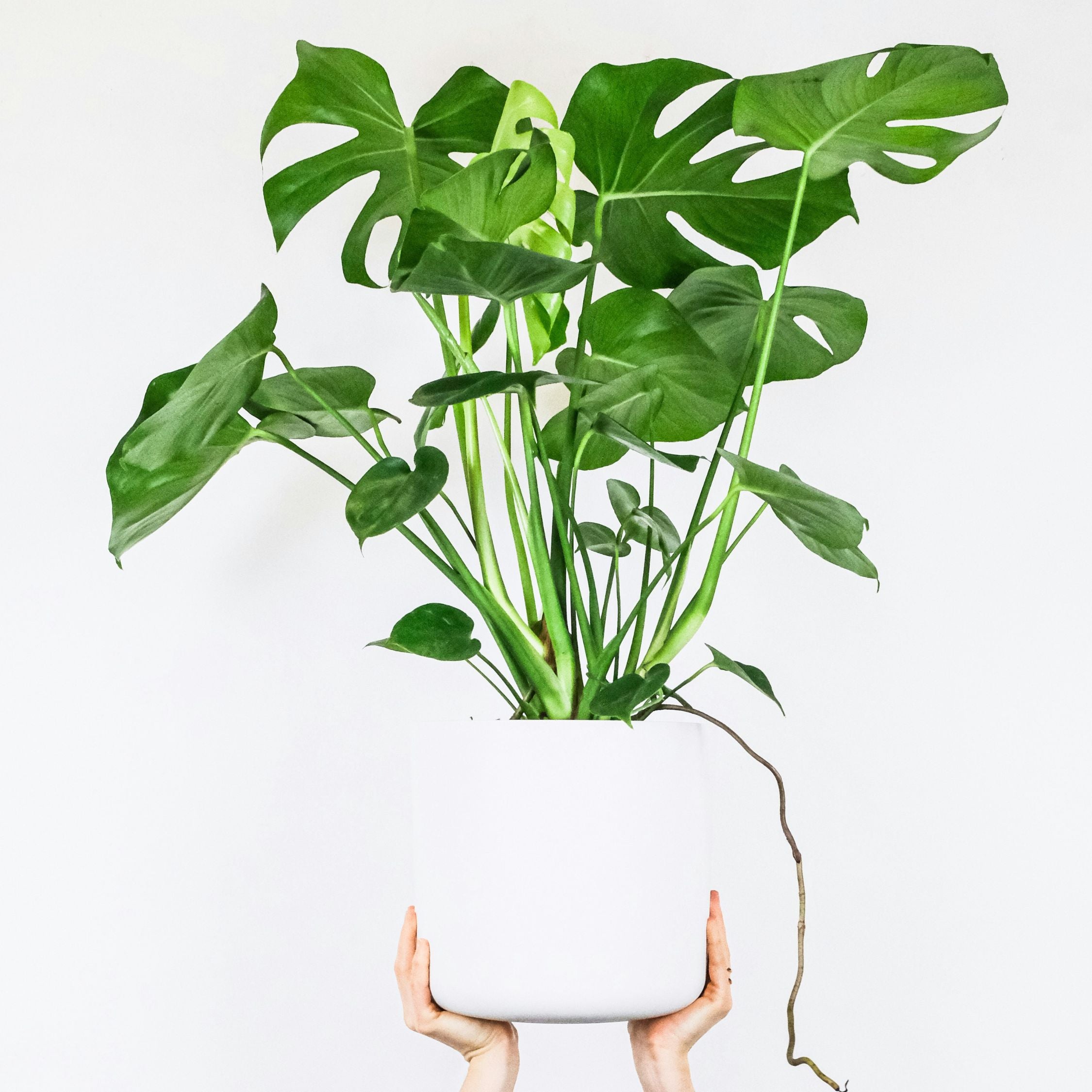 Fingerphilodendron - Monstera deliciosa
