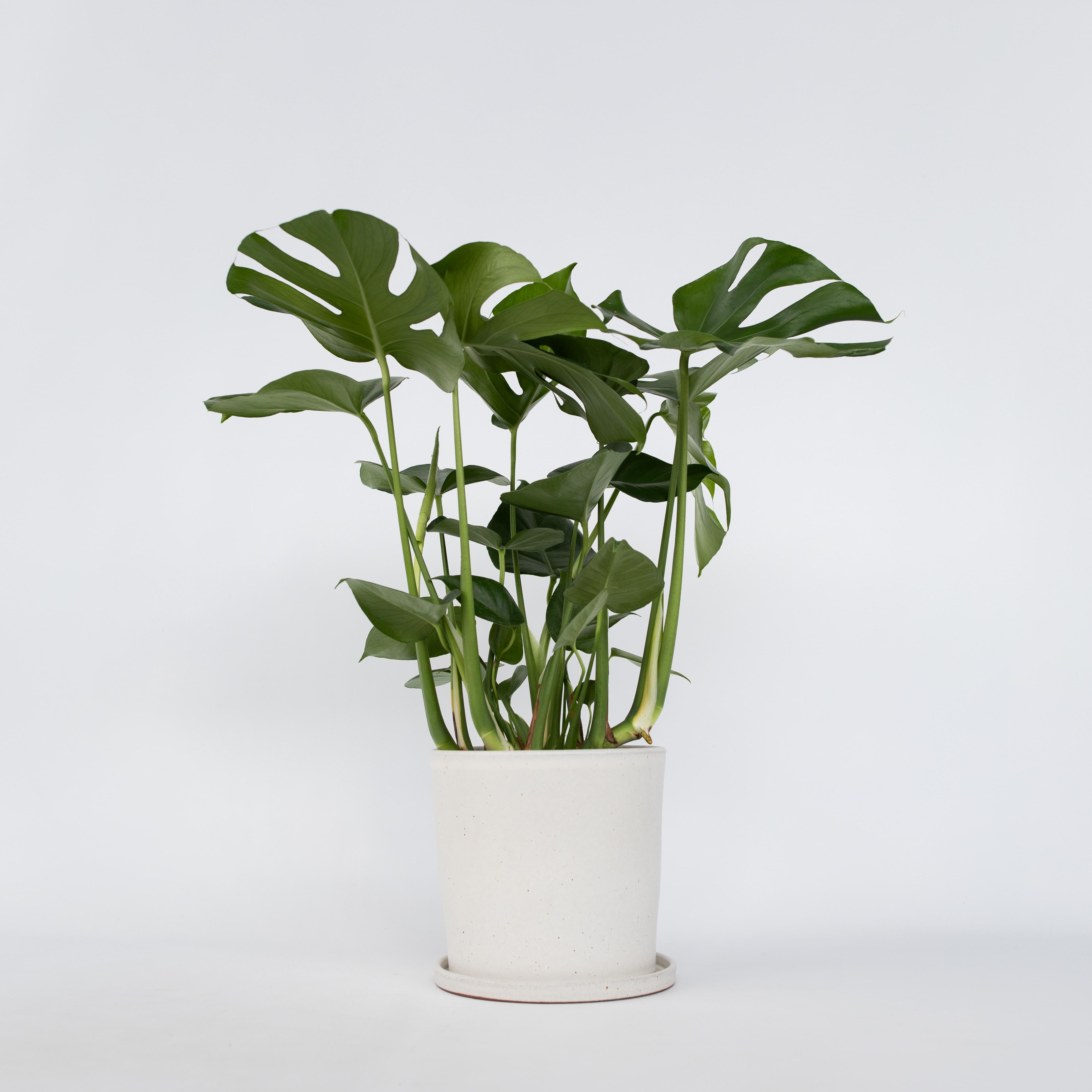 Fingerphilodendron - Monstera deliciosa
