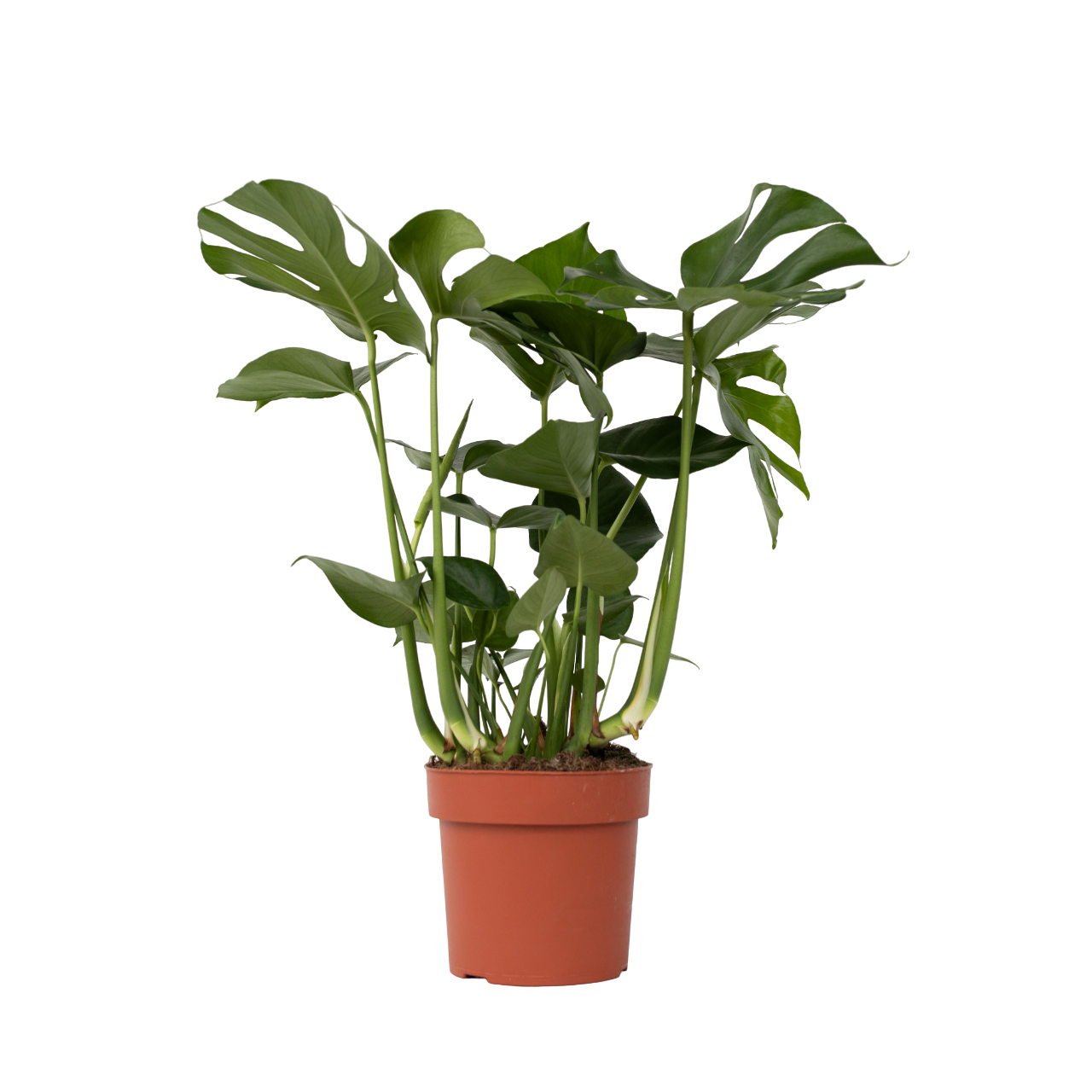Fingerphilodendron - Monstera deliciosa