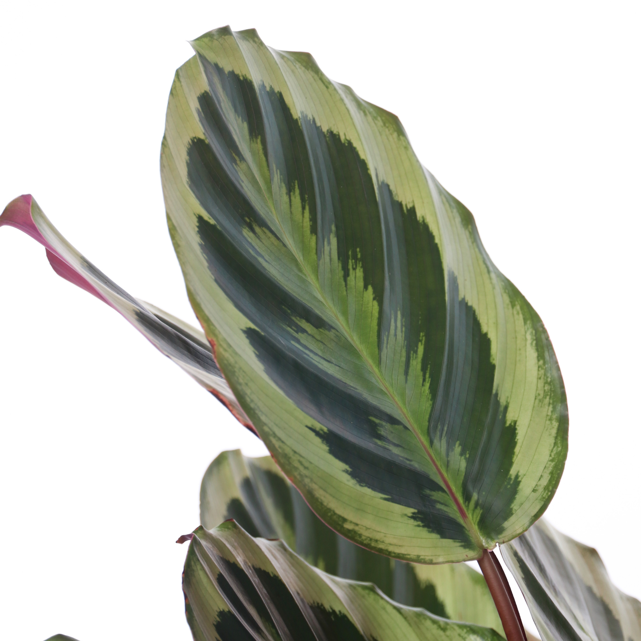 Fiskebensplante - Calathea 'Marion'