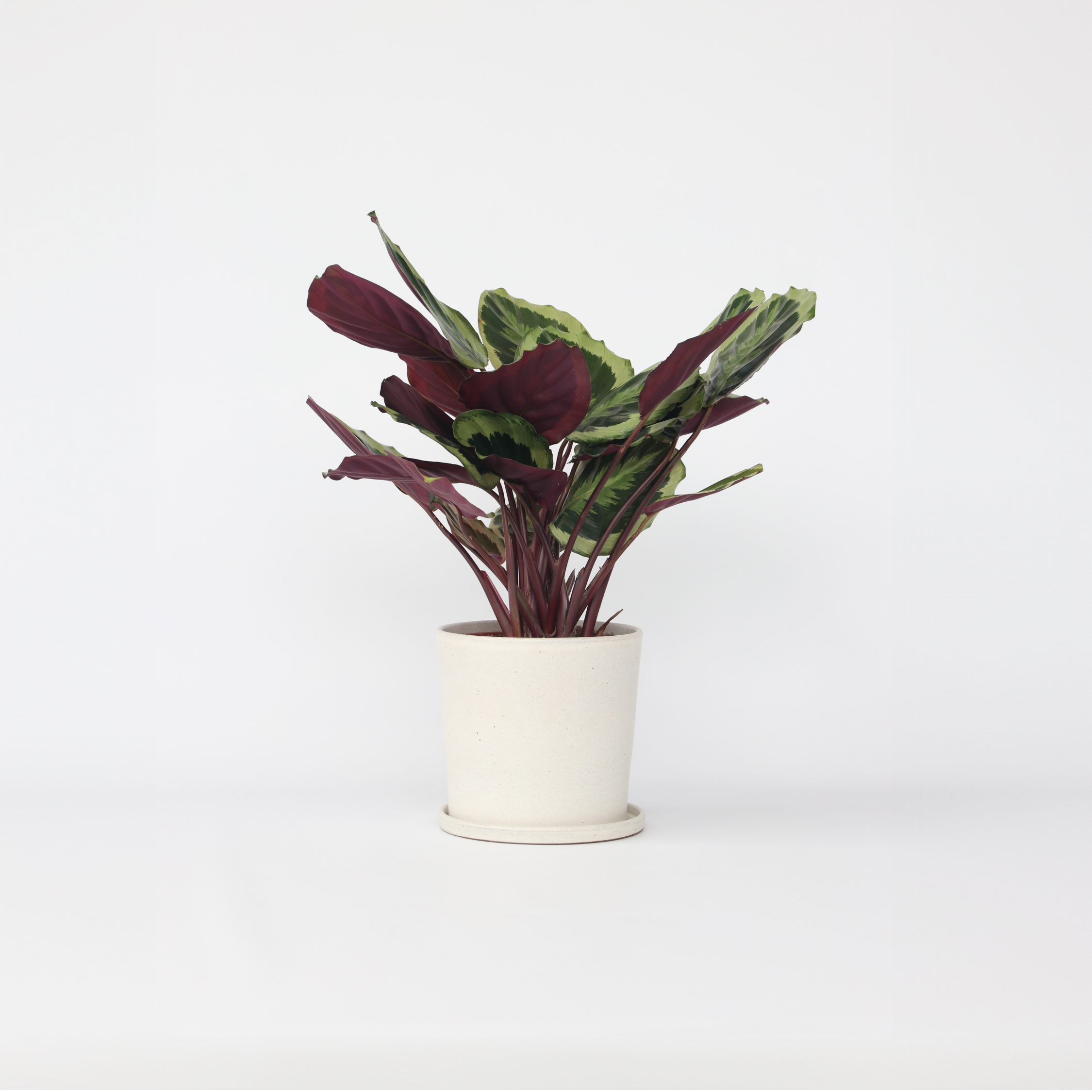Fiskebensplante - Calathea 'Marion'