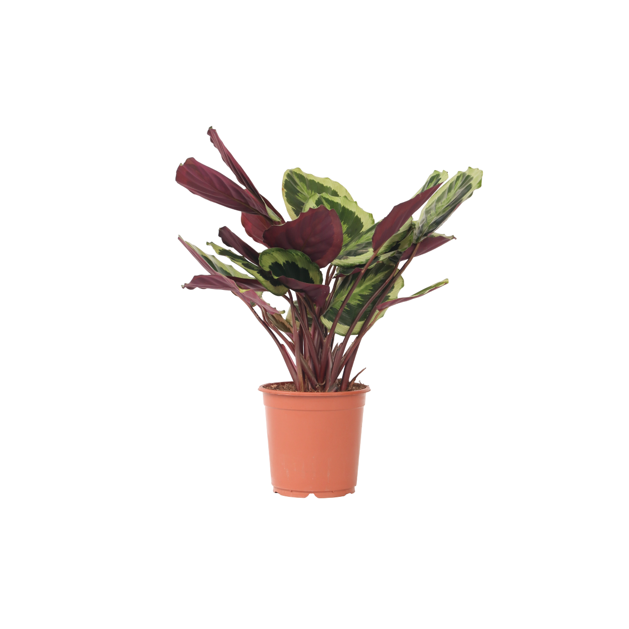 Fiskebensplante - Calathea 'Marion'