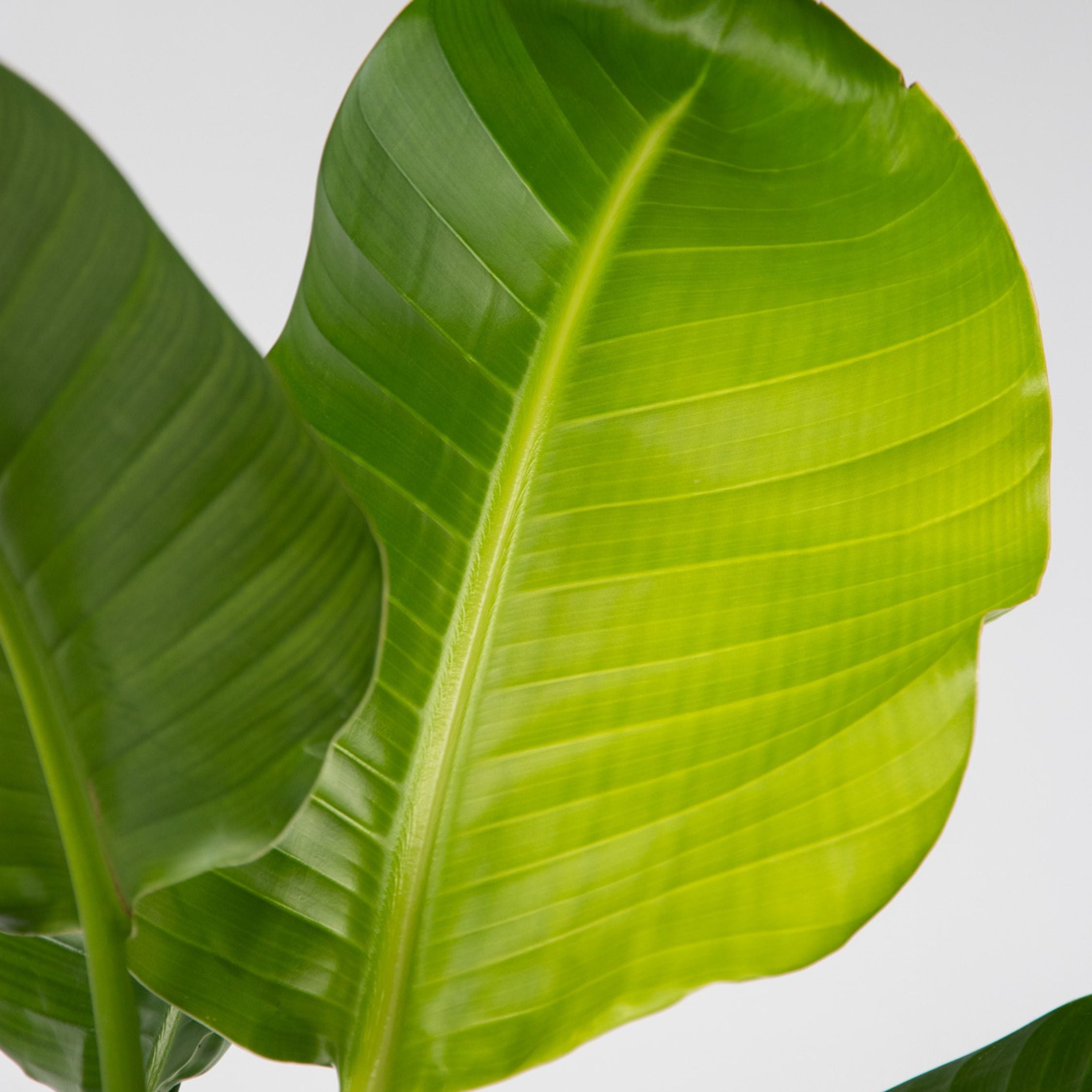 Paradisfugl - Strelitzia nicolai