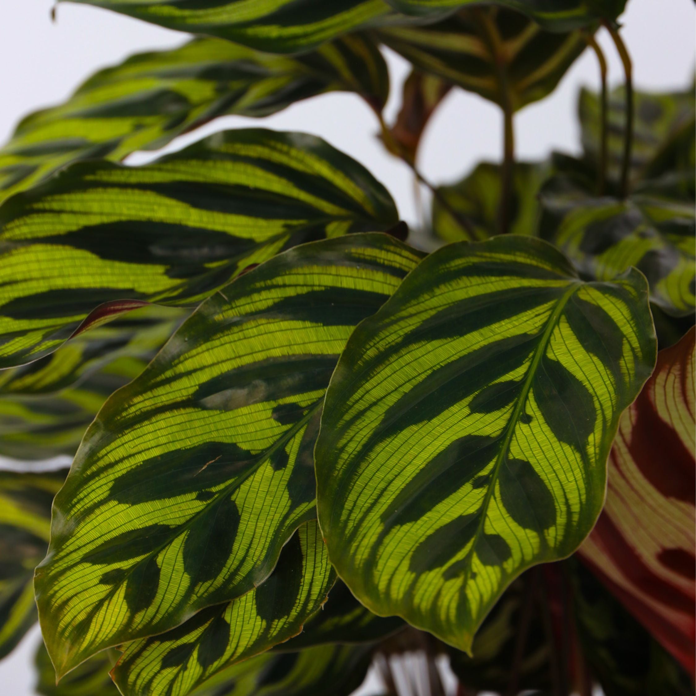 Fiskebensplante - Calathea 'Makoyana'