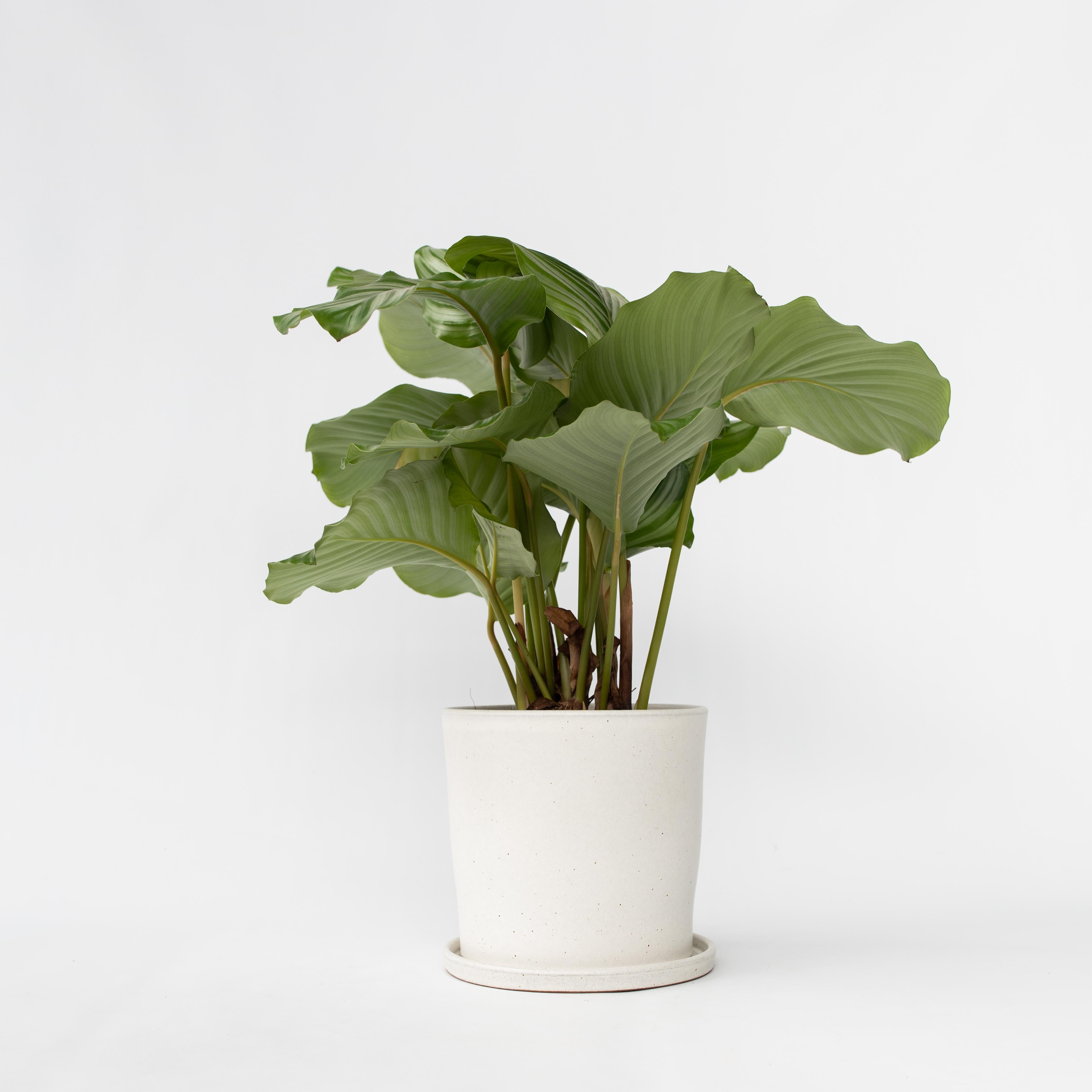 Fiskebensplante - Calathea 'Orbifolia'