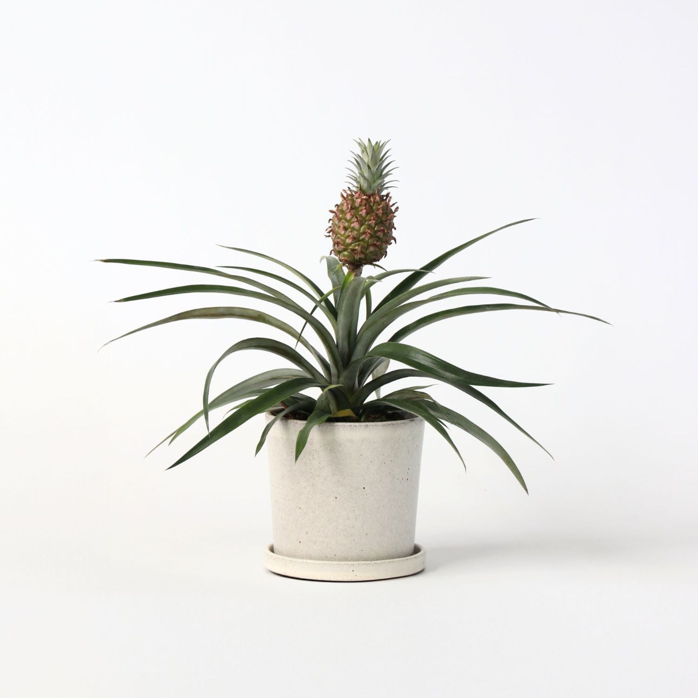 Ananasplante - Ananas comosus 'Mi Amigo'