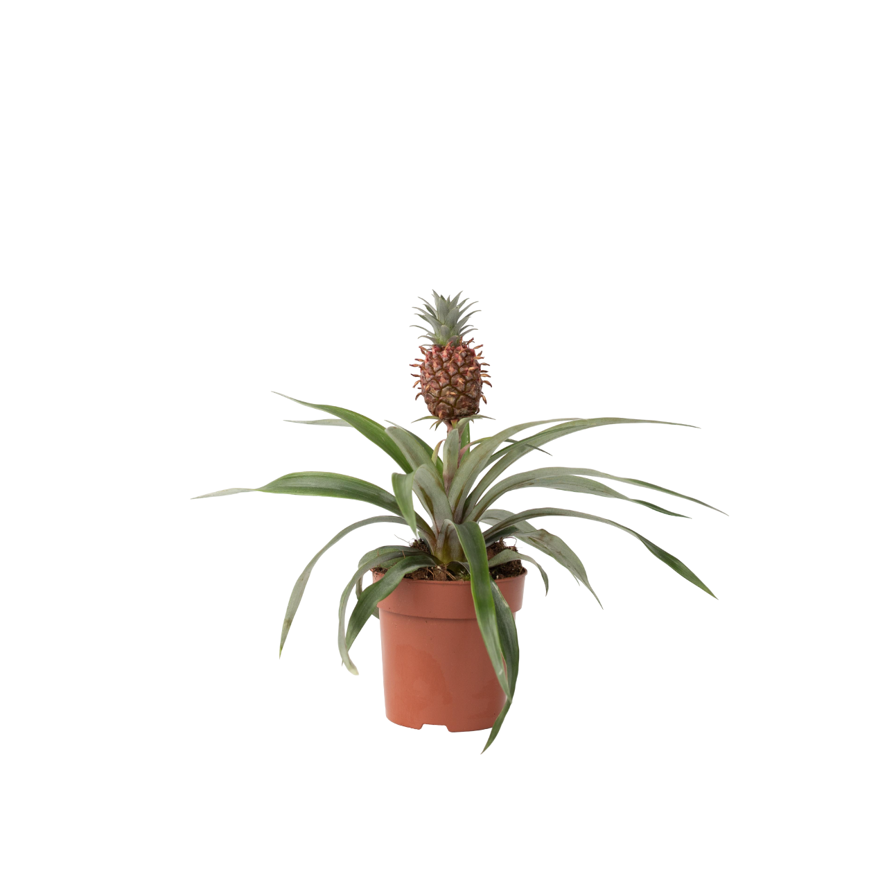 Ananasplante - Ananas comosus 'Mi Amigo'