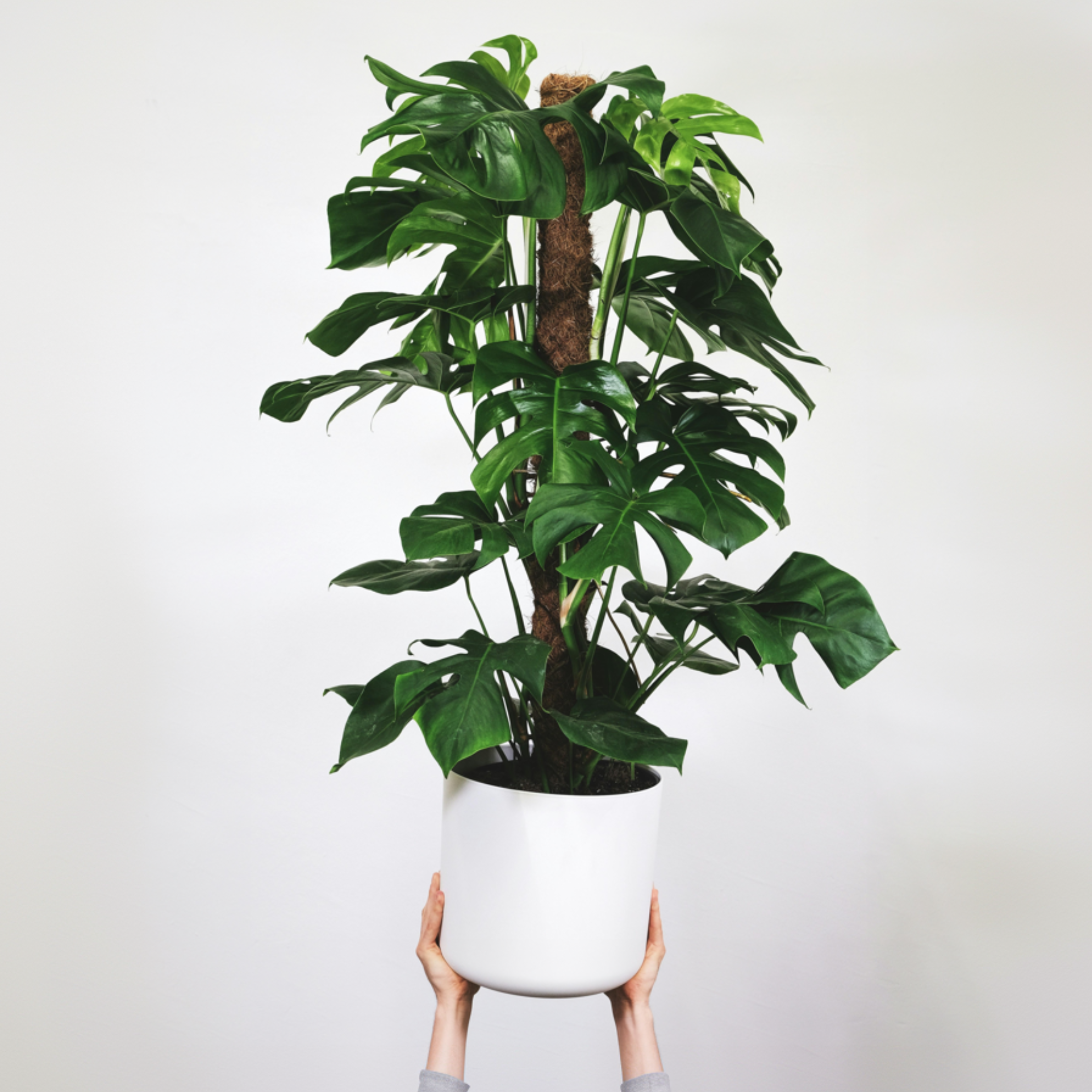 Monstera med mospind - Monstera adansonii 'Monkey Mask'