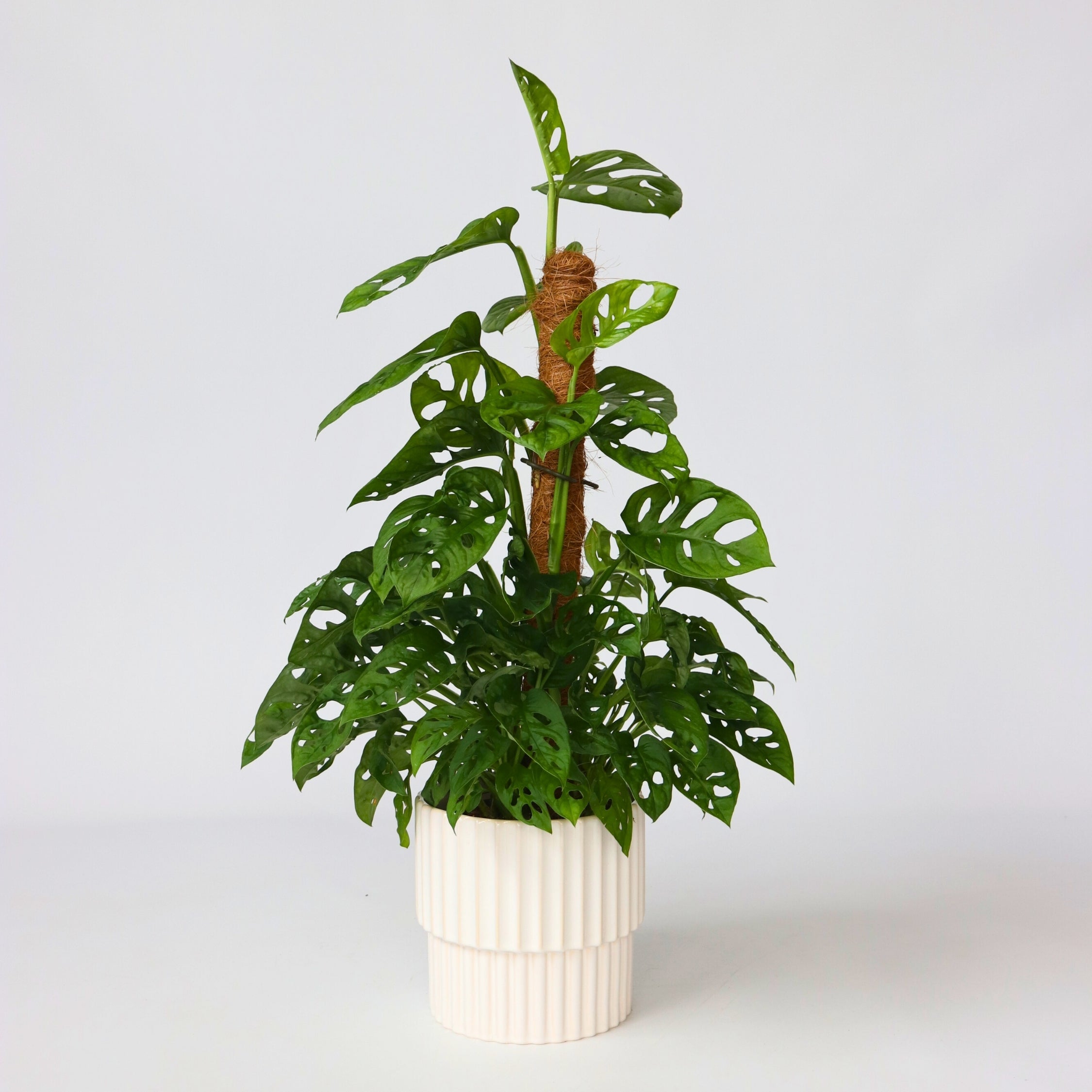 Monstera med mospind - Monstera adansonii 'Monkey Mask'