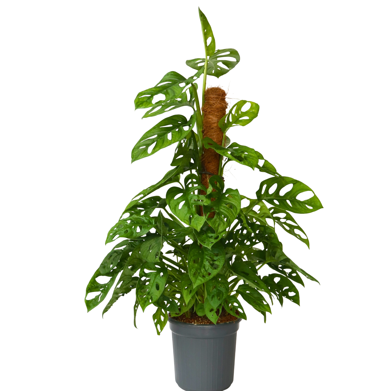 Monstera med mospind - Monstera adansonii 'Monkey Mask'