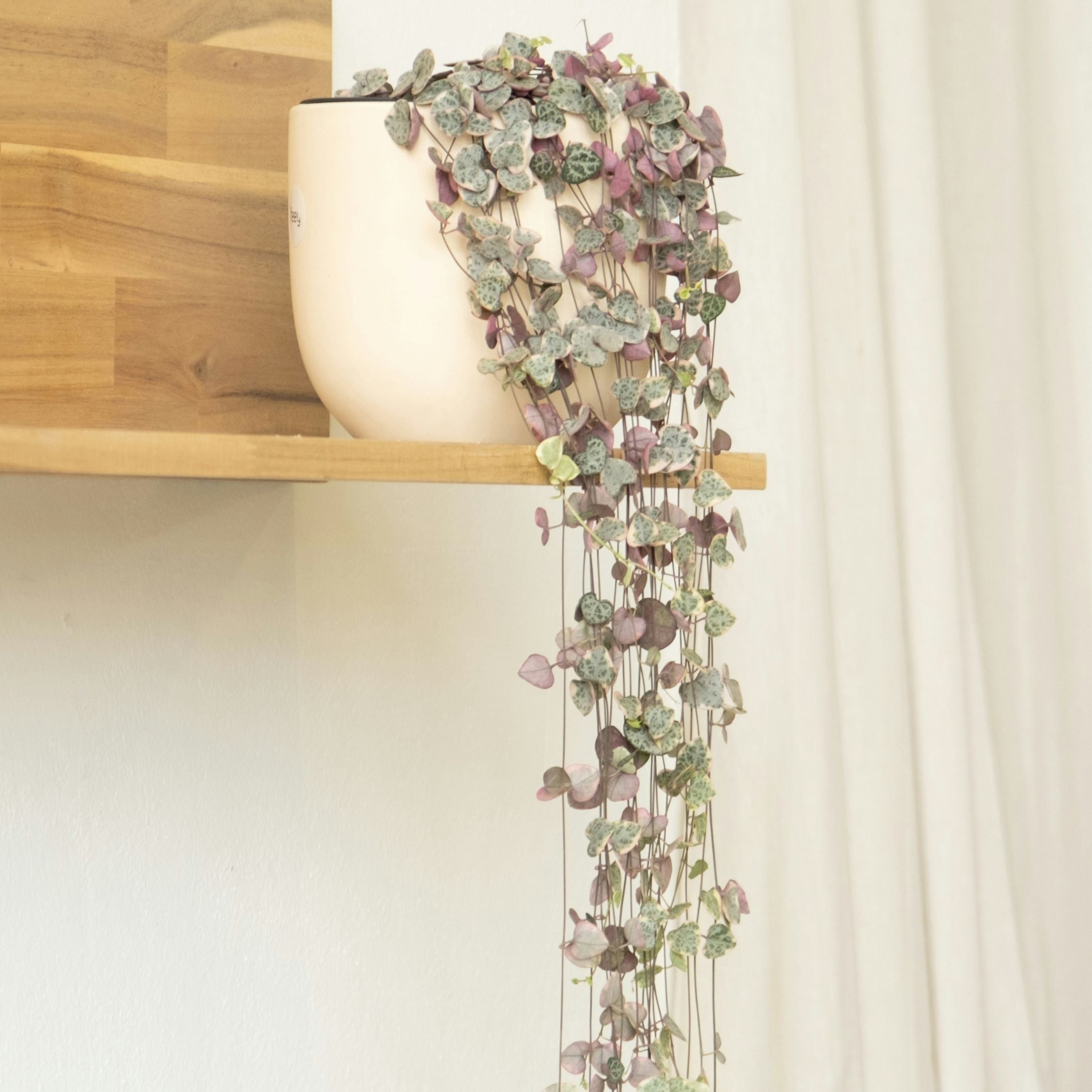 Hjerteranke - Ceropegia linearis Woodii