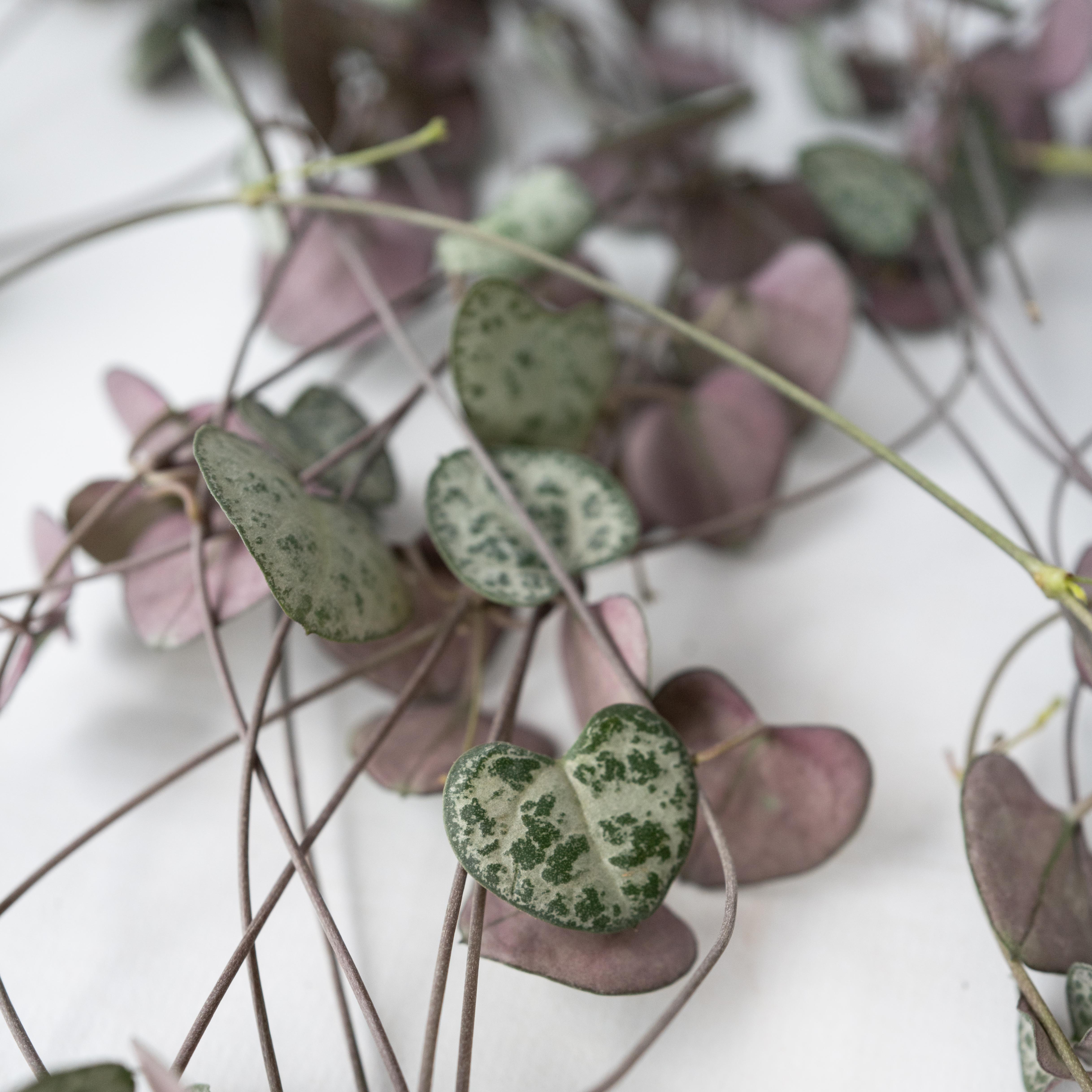 Hjerteranke - Ceropegia linearis Woodii