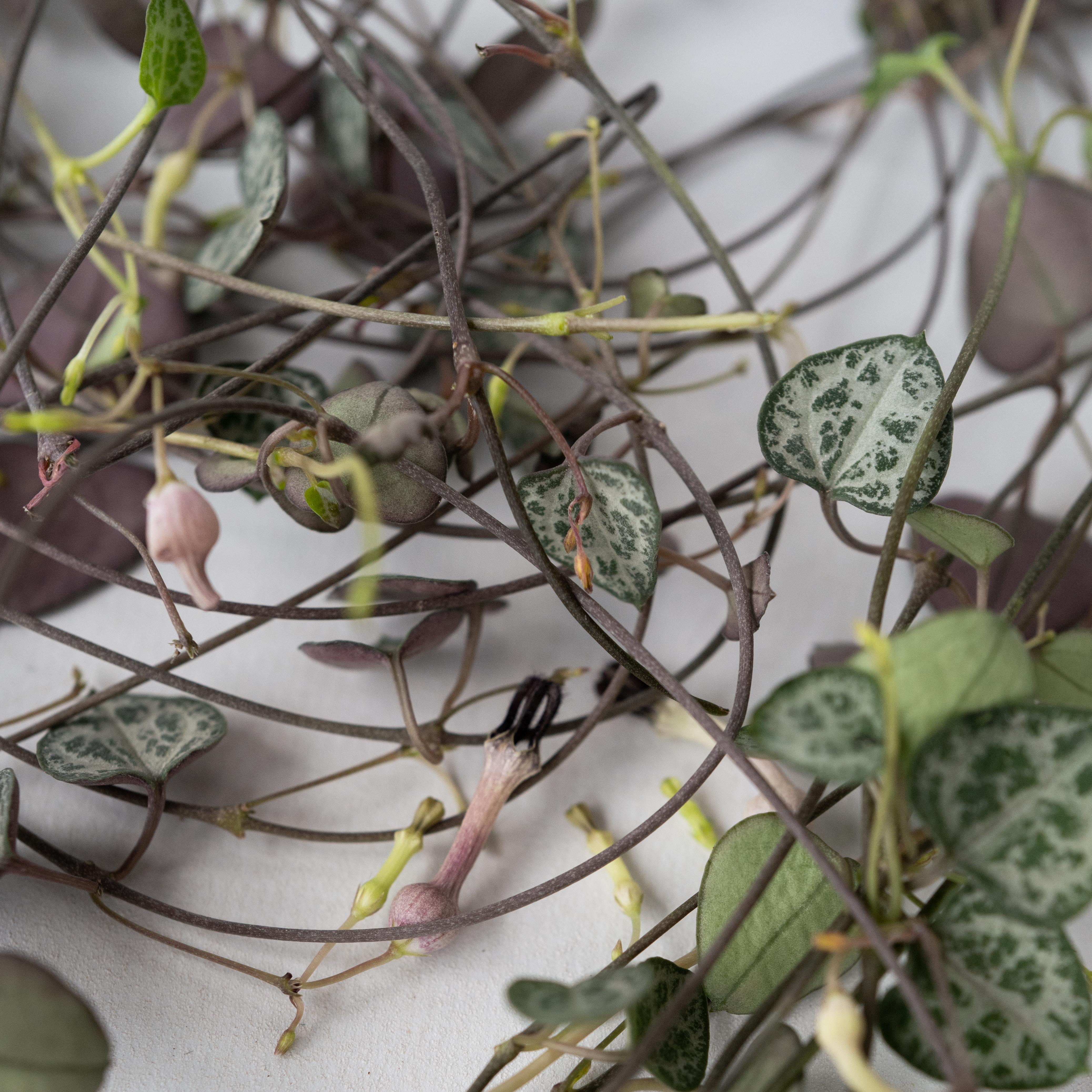 Hjerteranke - Ceropegia linearis Woodii