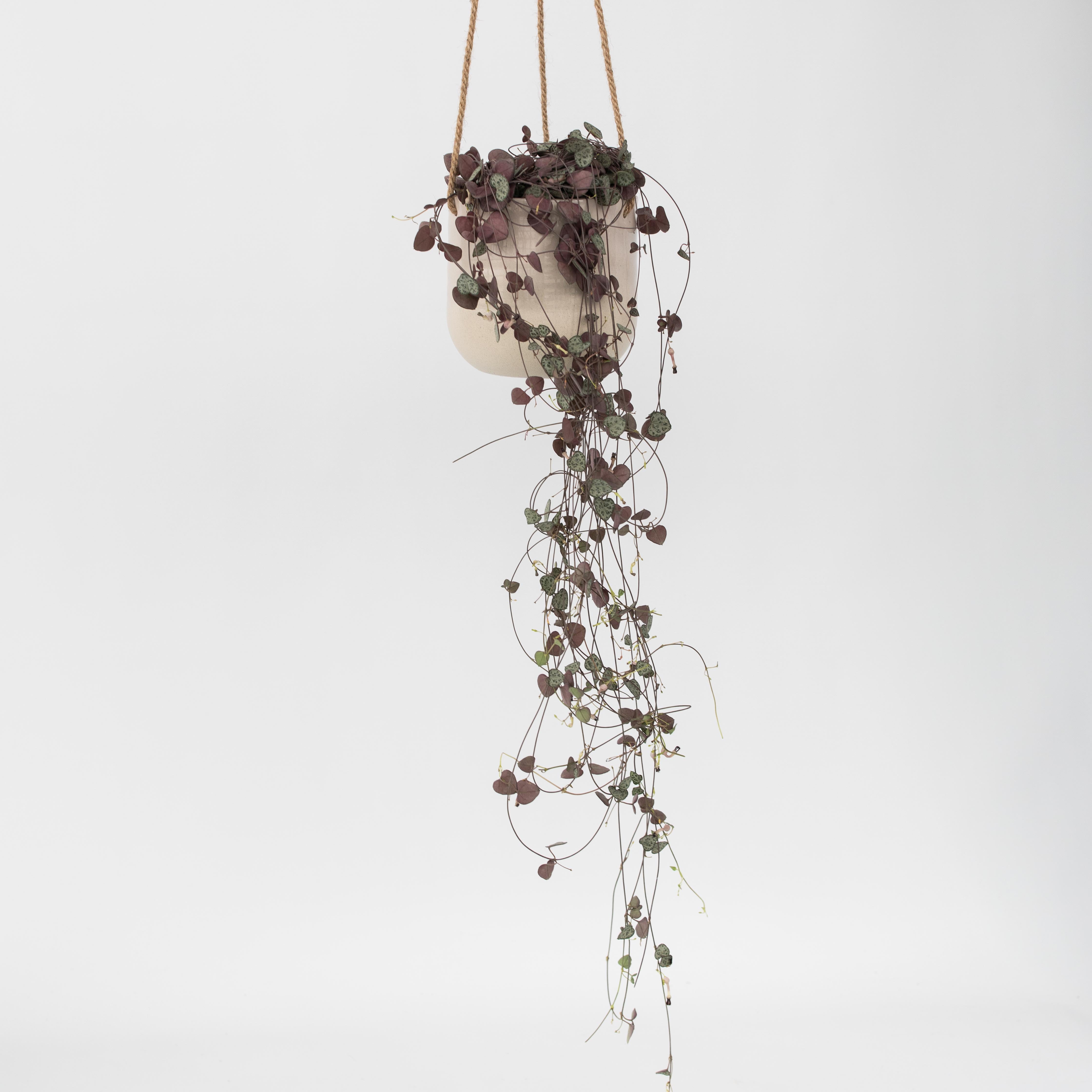 Hjerteranke - Ceropegia linearis Woodii