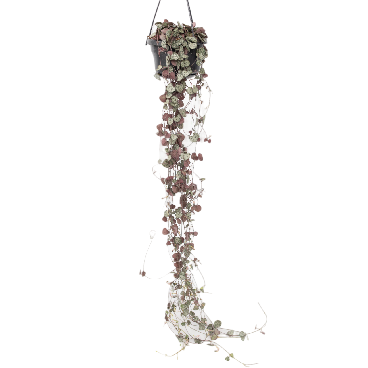 Hjerteranke - Ceropegia linearis Woodii