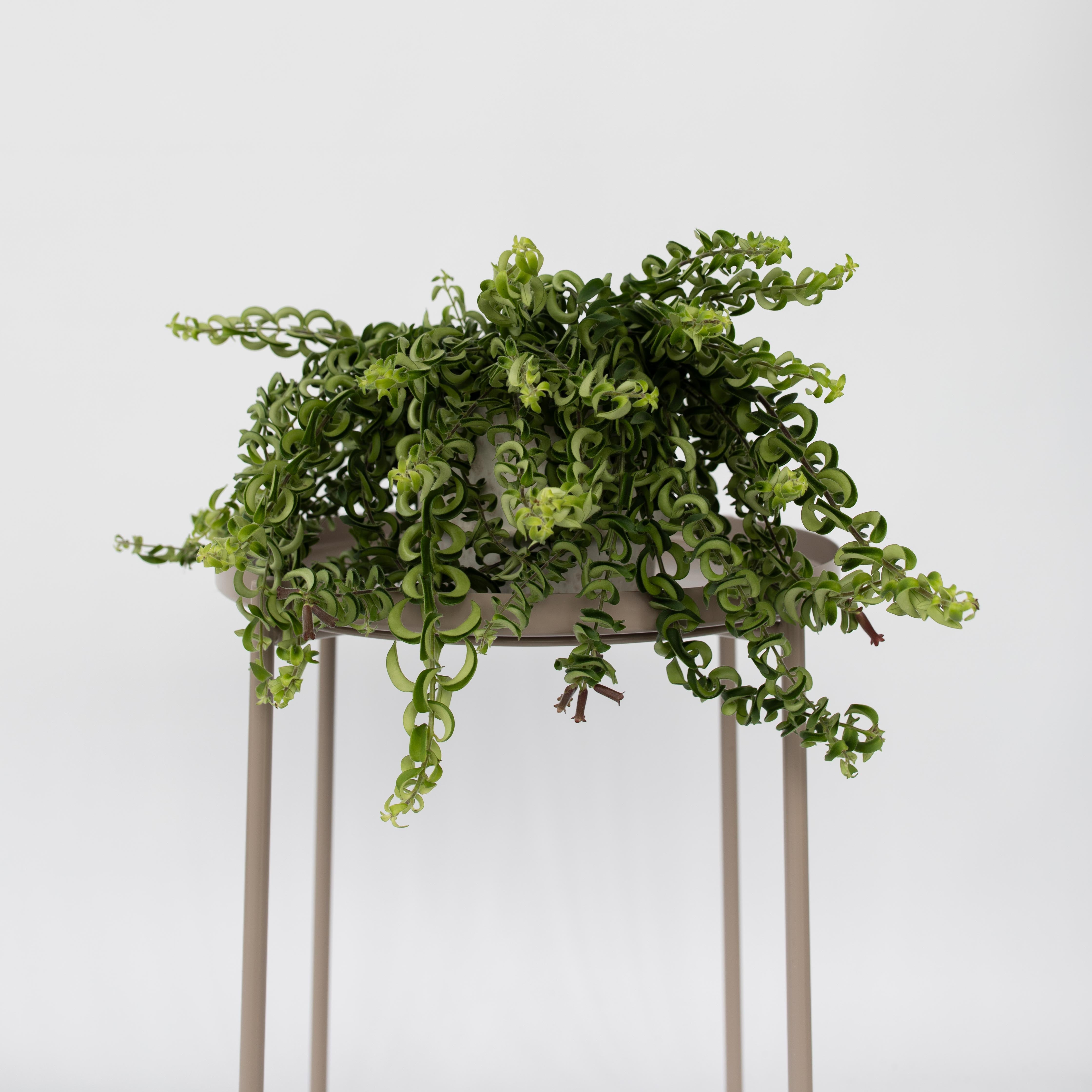 Læbestiftplante - Aeschynanthus pulcher