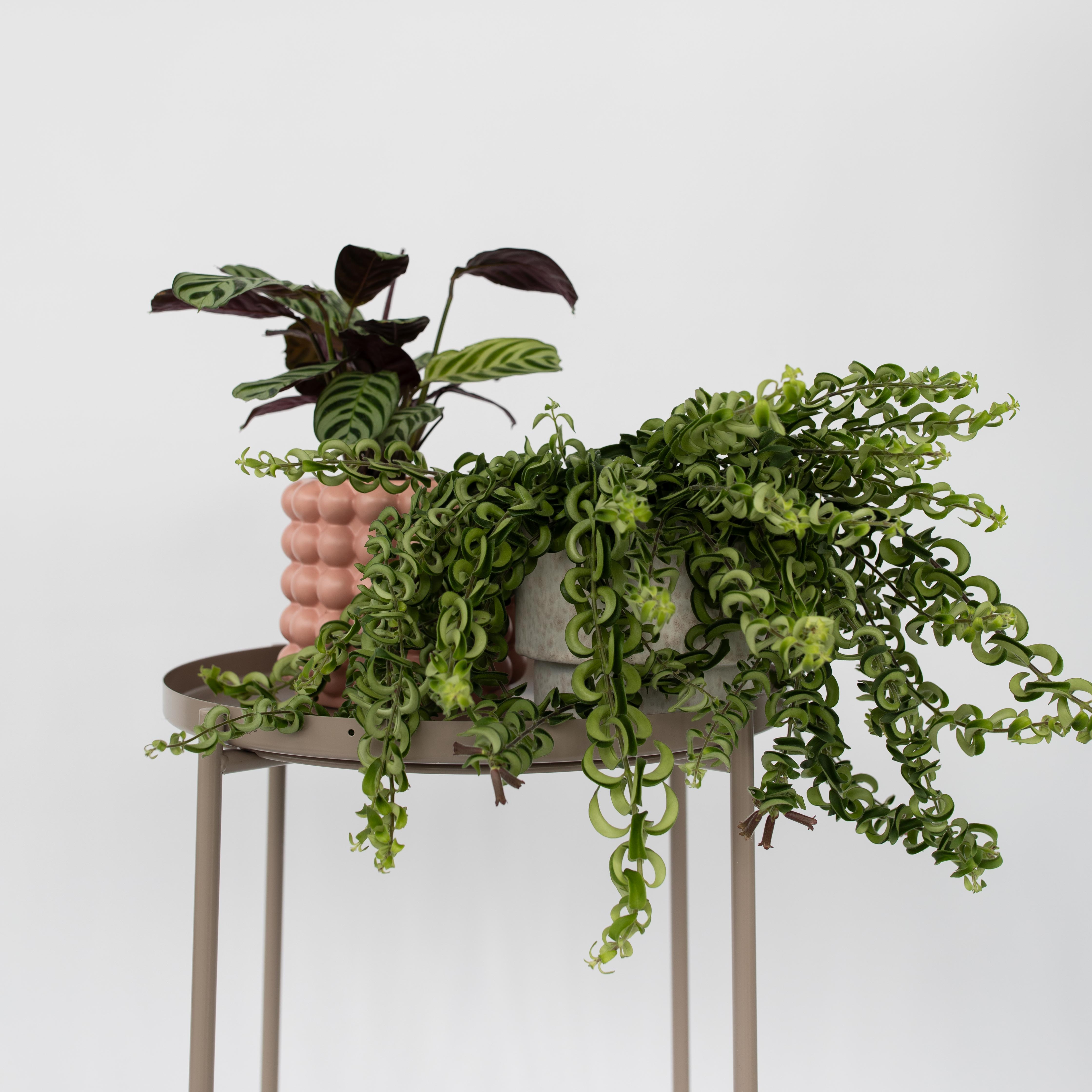 Læbestiftplante - Aeschynanthus pulcher