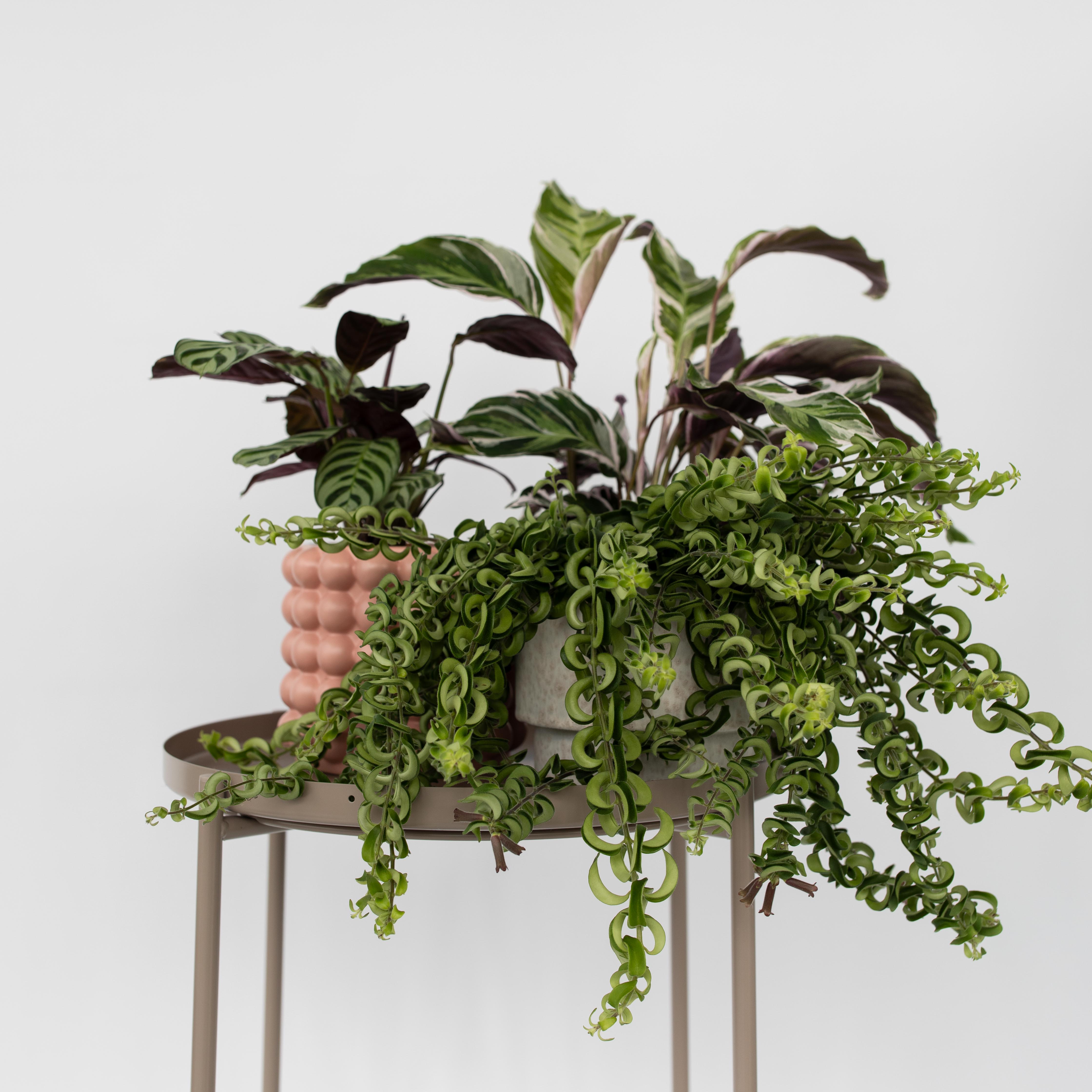 Læbestiftplante - Aeschynanthus pulcher