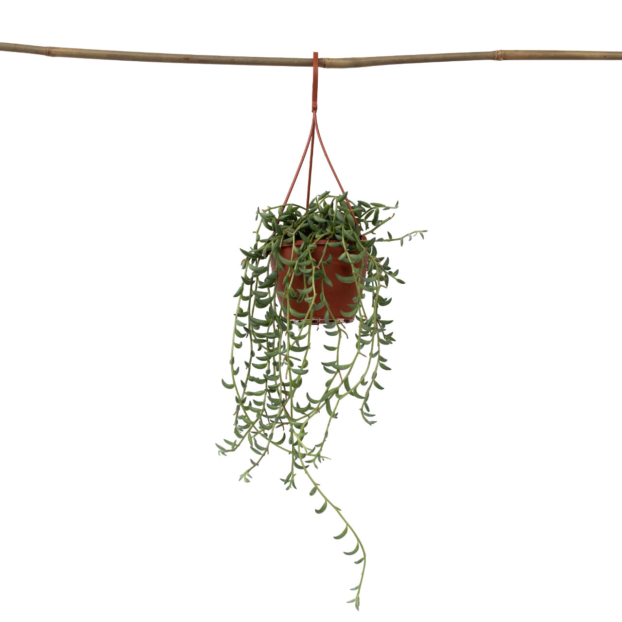 Bananer på snor - Senecio radicans