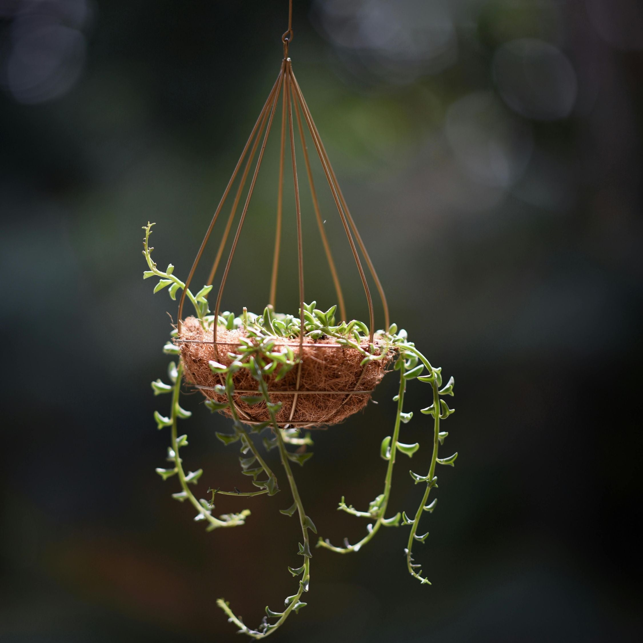 Delfin på snor - Senecio peregrinus