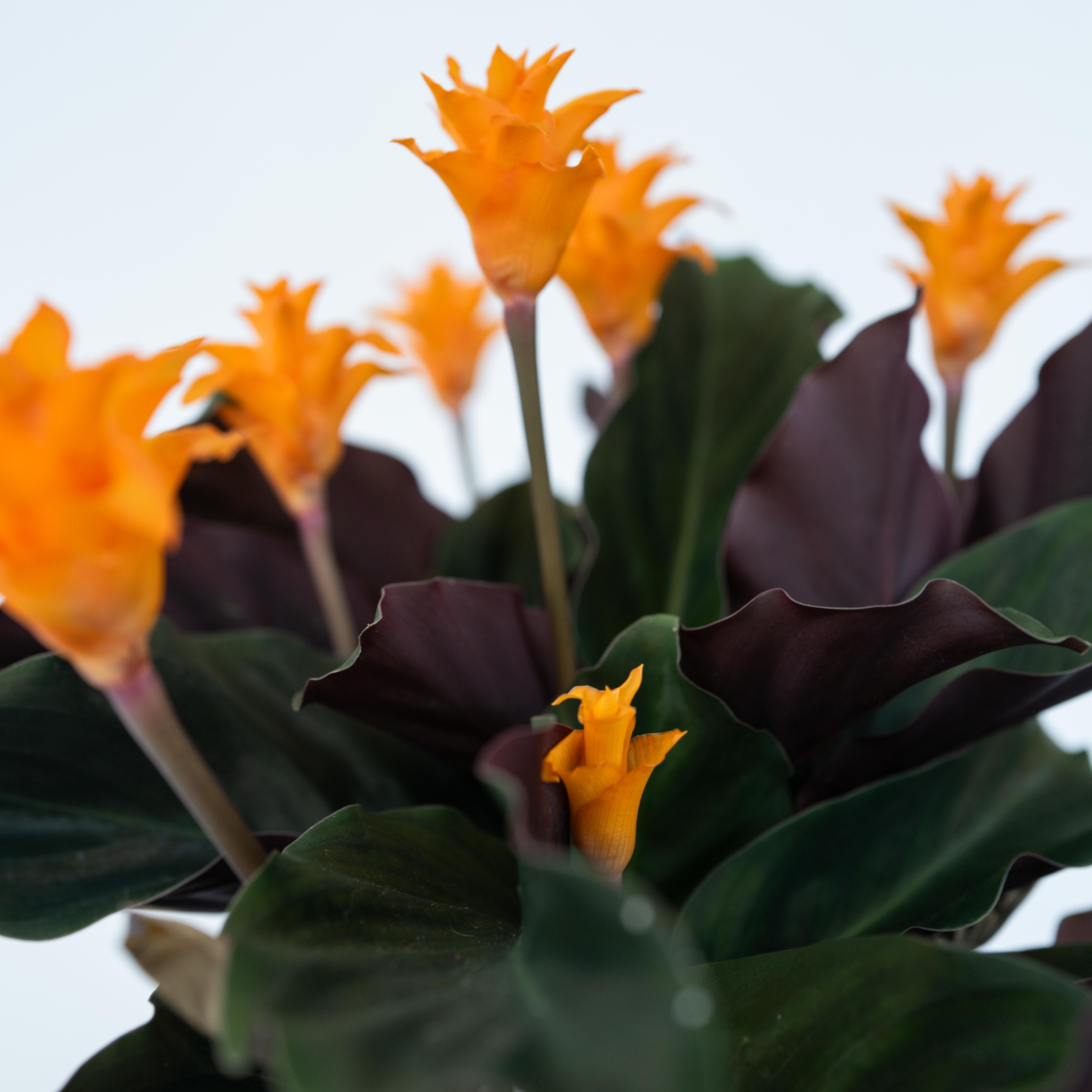 Inkakrone - Calathea crocata 'Tassmania'