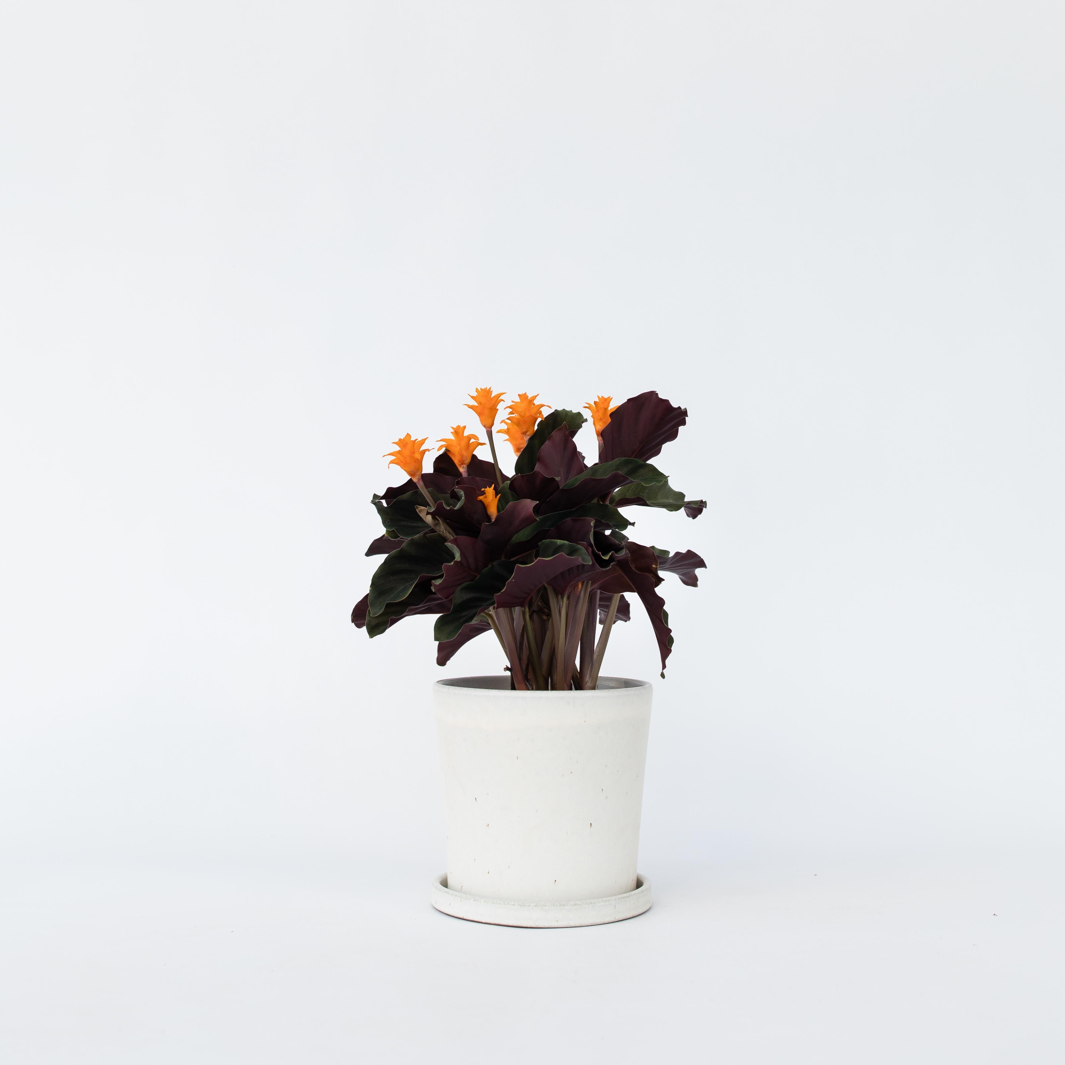 Inkakrone - Calathea crocata 'Tassmania'