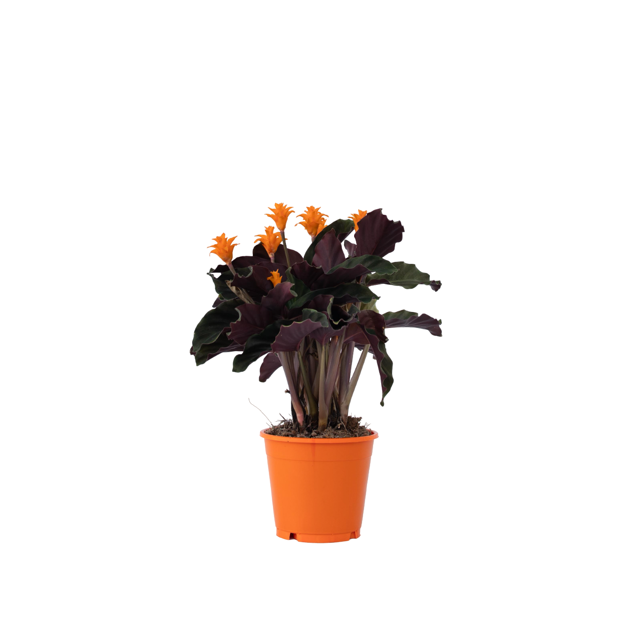 Inkakrone - Calathea crocata 'Tassmania'
