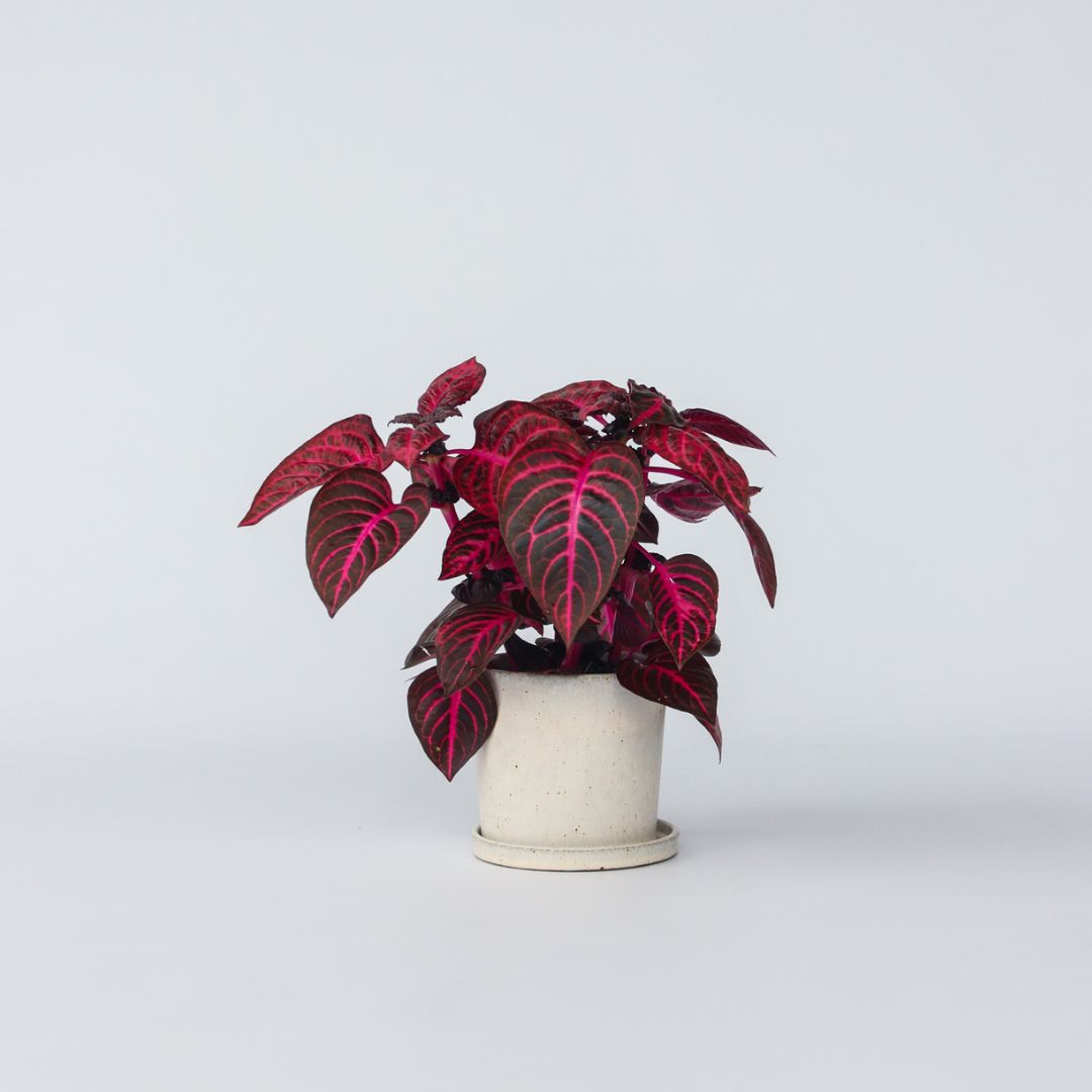 Blodblad - Iresine herbstii