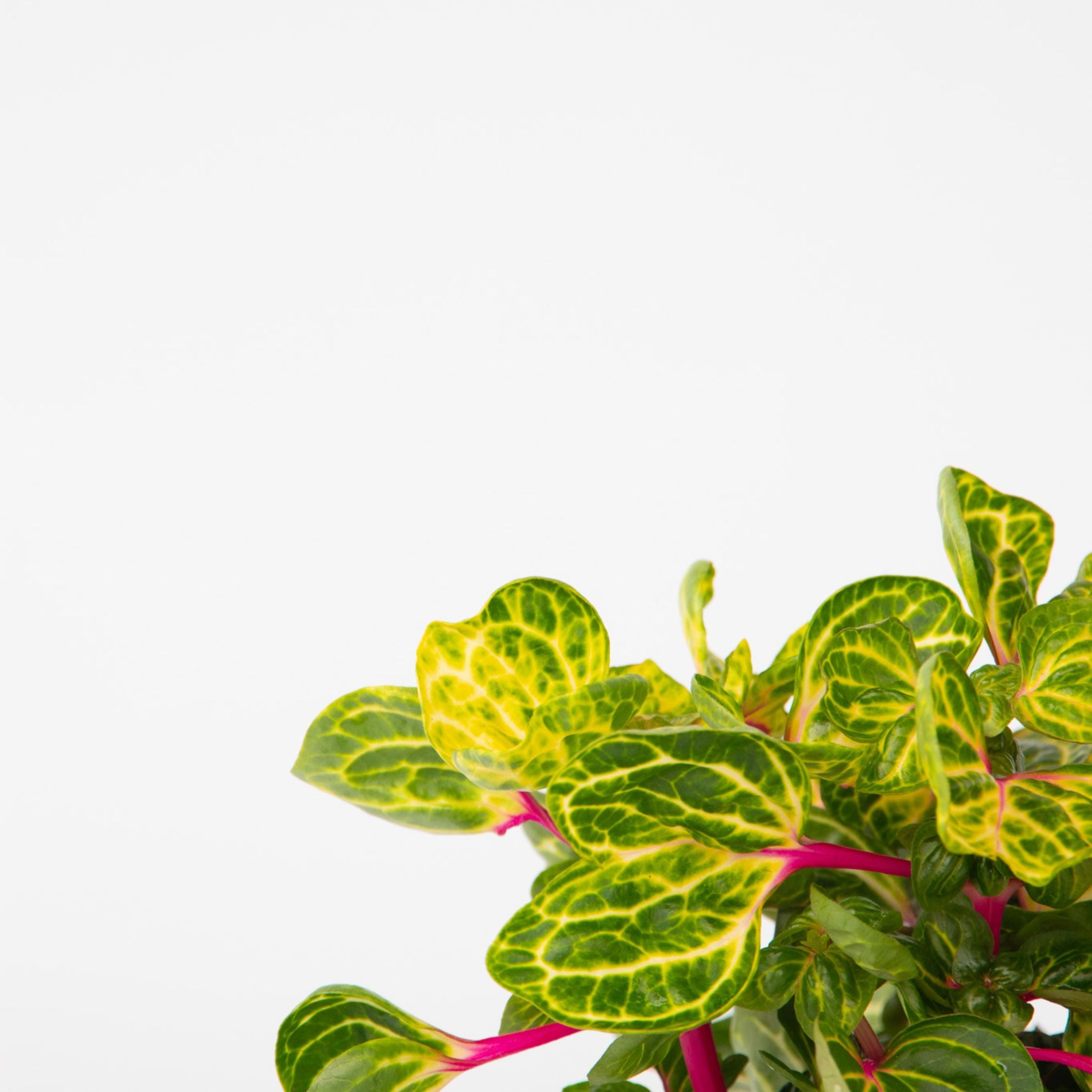 Blodblad - Iresine herbstii