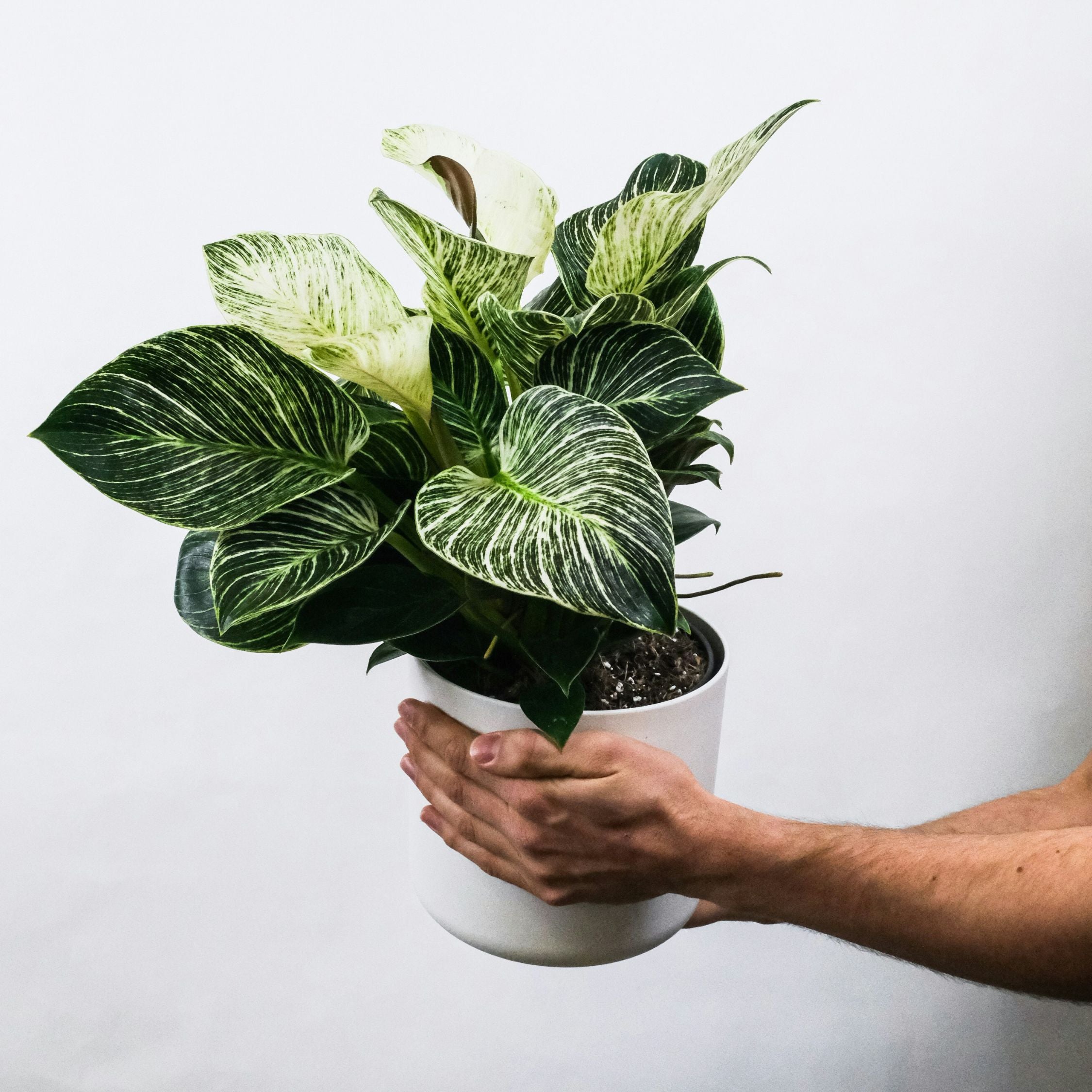 Zebraplante - Aphelandra squarrosa 'Botanica'