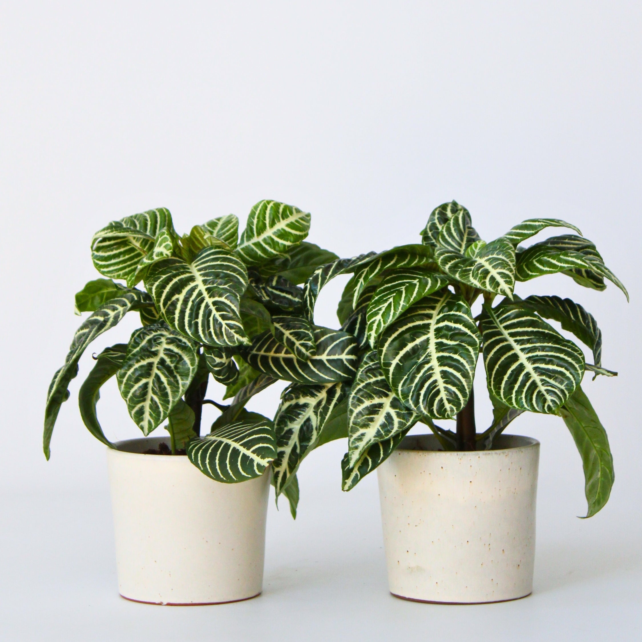 Zebraplante - Aphelandra squarrosa 'Botanica'