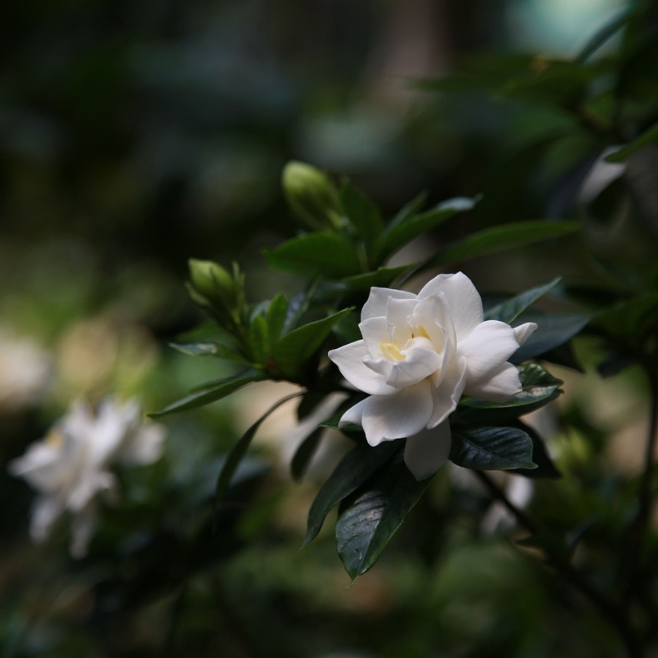 Gardenia - Gardenia jasminoides