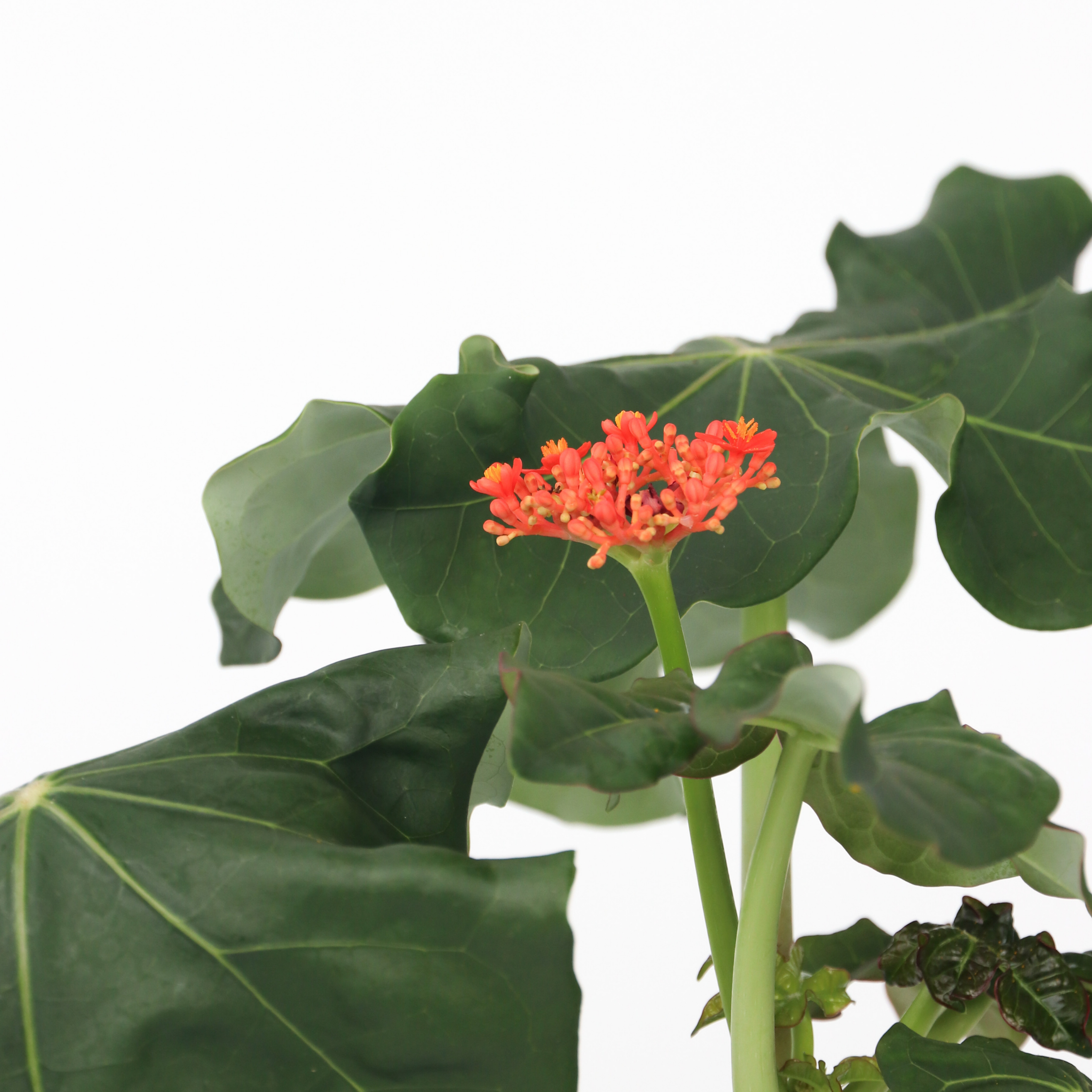 Flaskebusk - Sæt med 2 - Jatropha podagrica