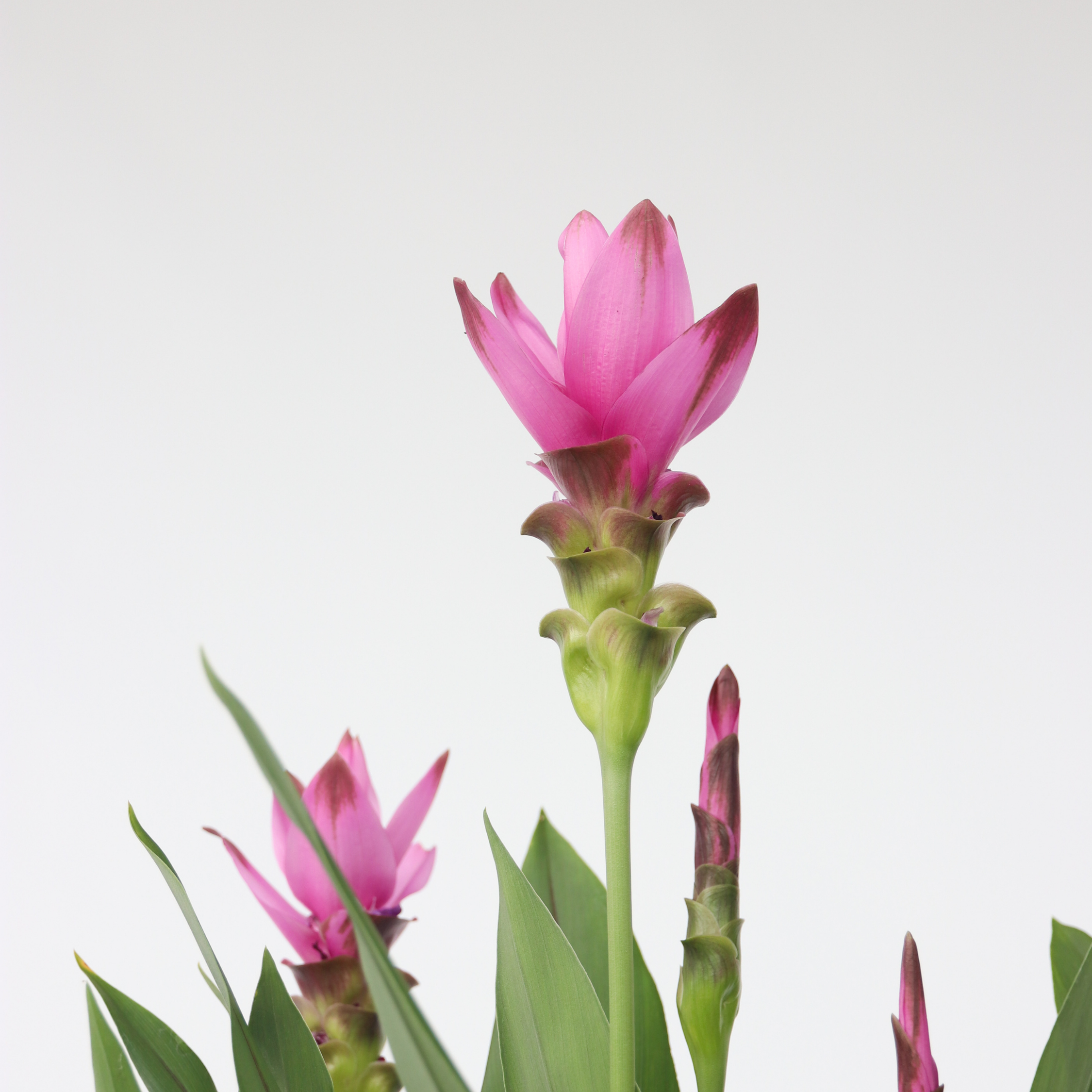 Thailandsk juvel - Curcuma alismatifolia 'Siam Supreme'