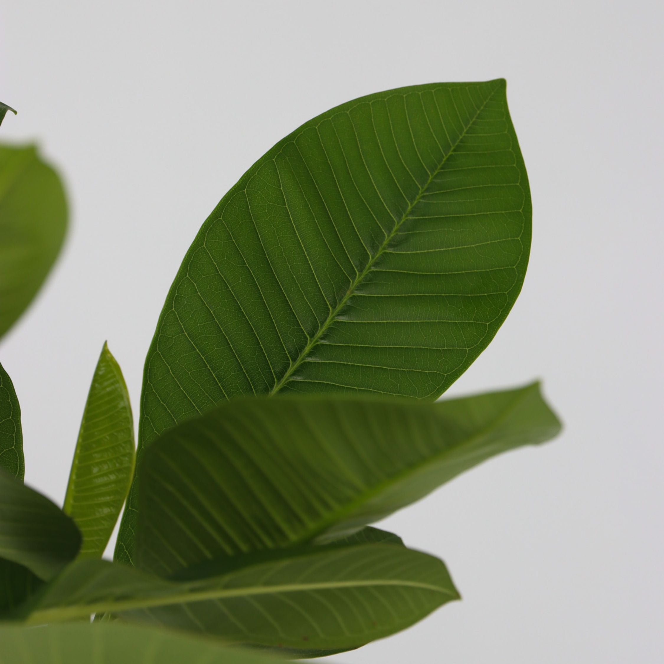 Frangipani - Plumeria rubra