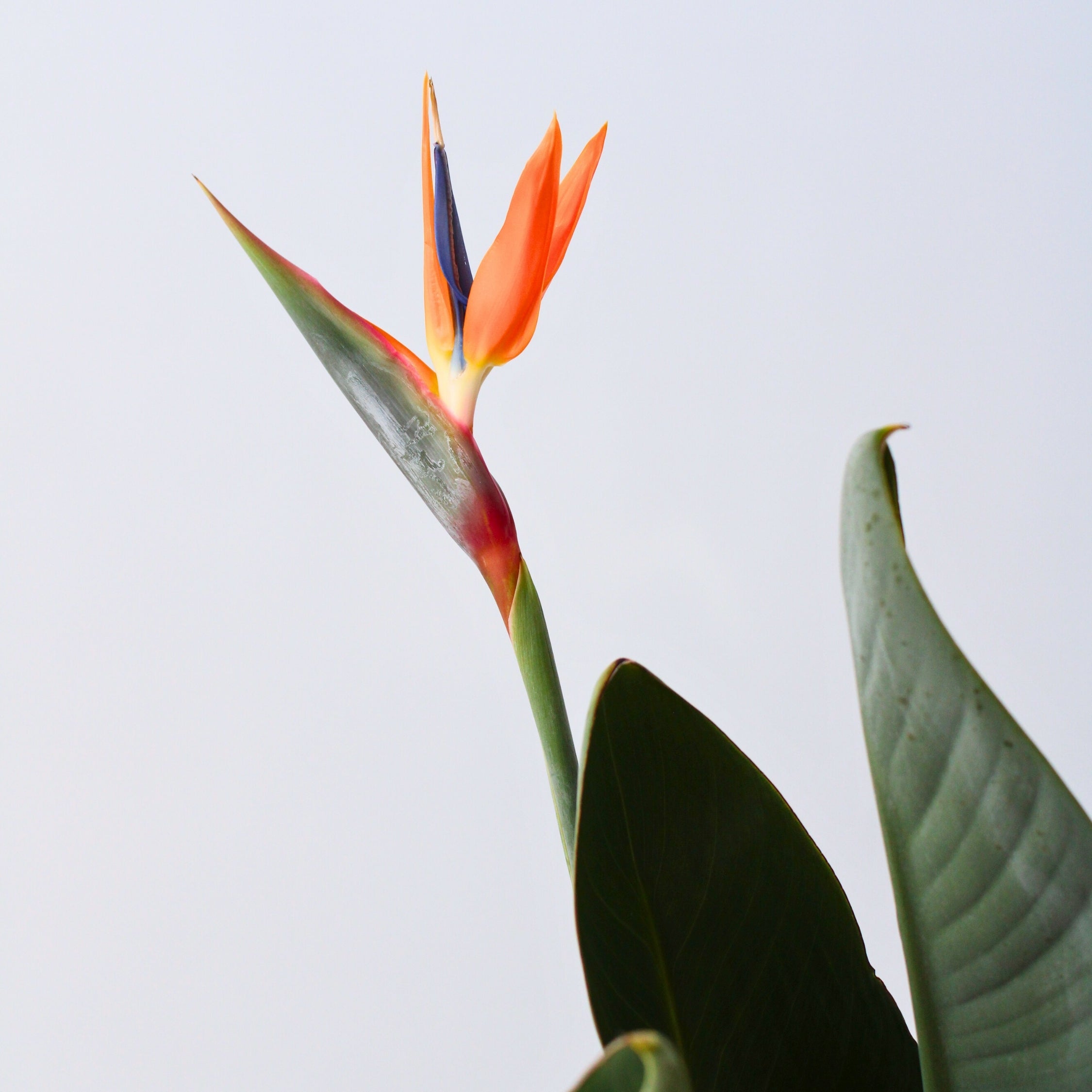 Paradisfugleblomst - Strelitzia reginea