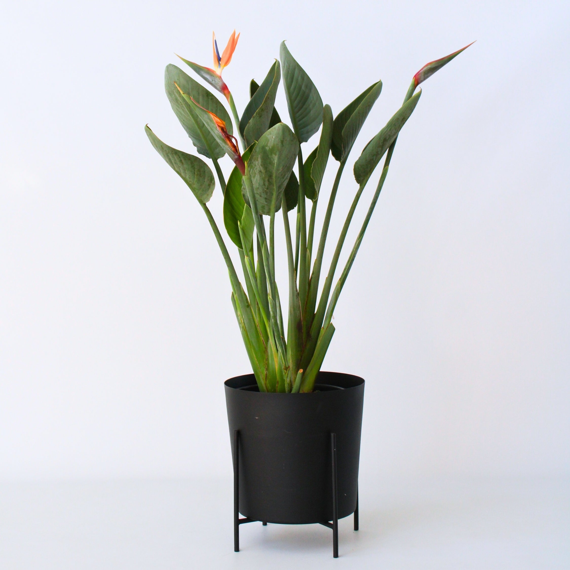 Paradisfugleblomst - Strelitzia reginea