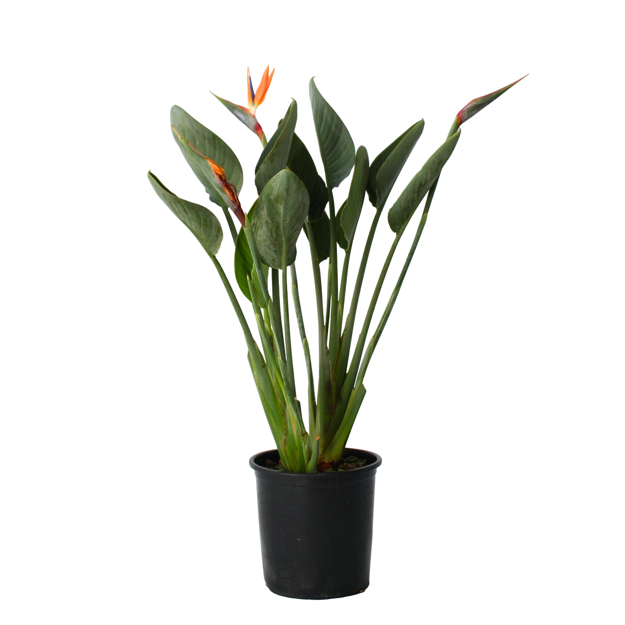 Paradisfugleblomst - Strelitzia reginea