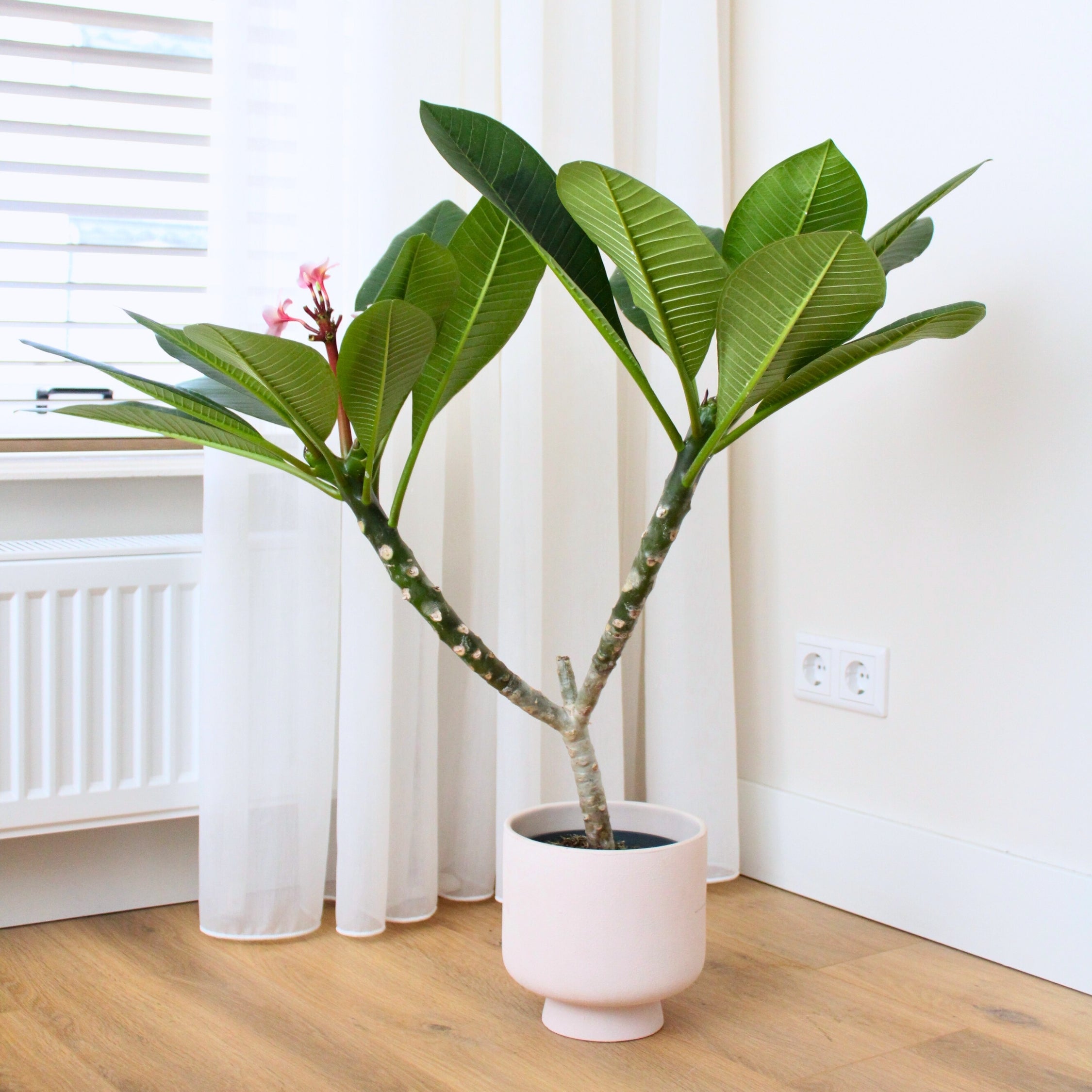 Frangipani - Plumeria rubra