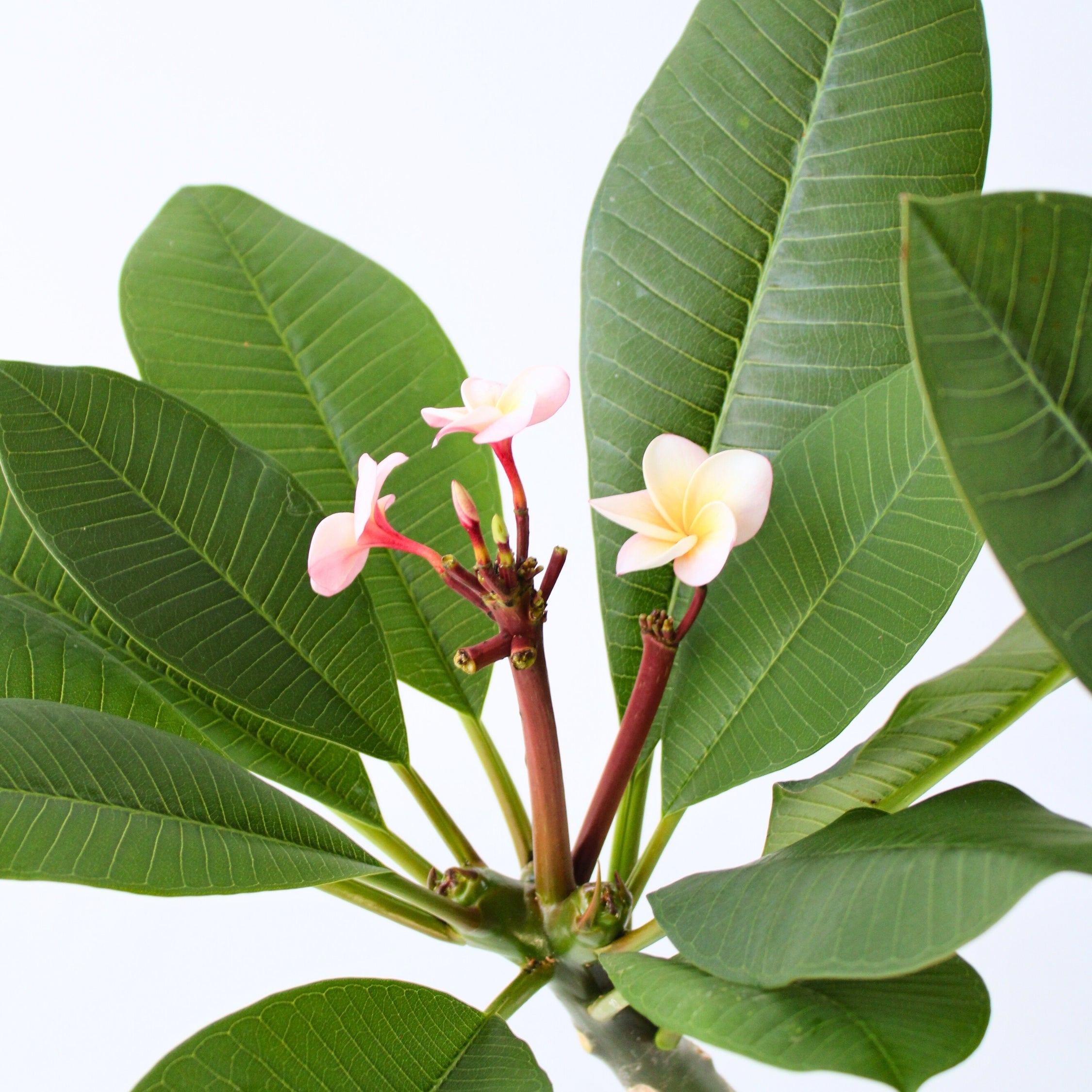 Frangipani - Plumeria rubra