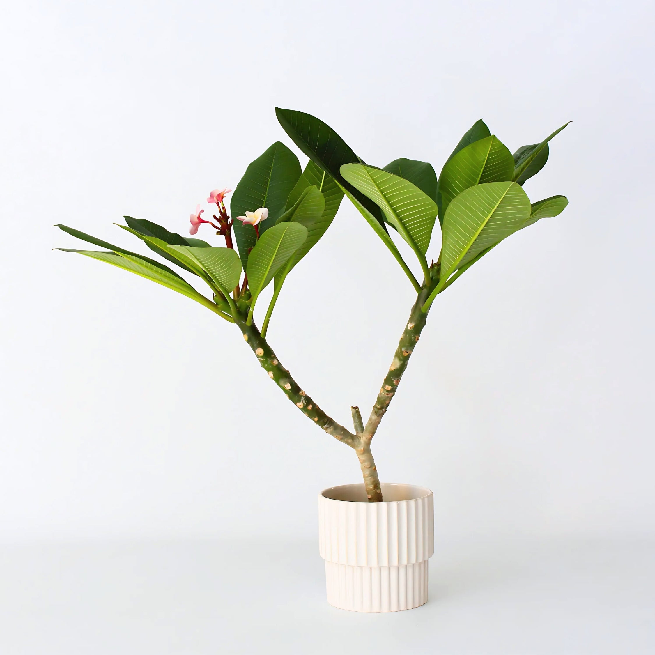 Frangipani - Plumeria rubra
