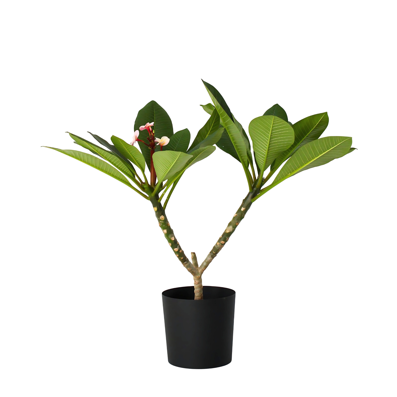 Frangipani - Plumeria rubra
